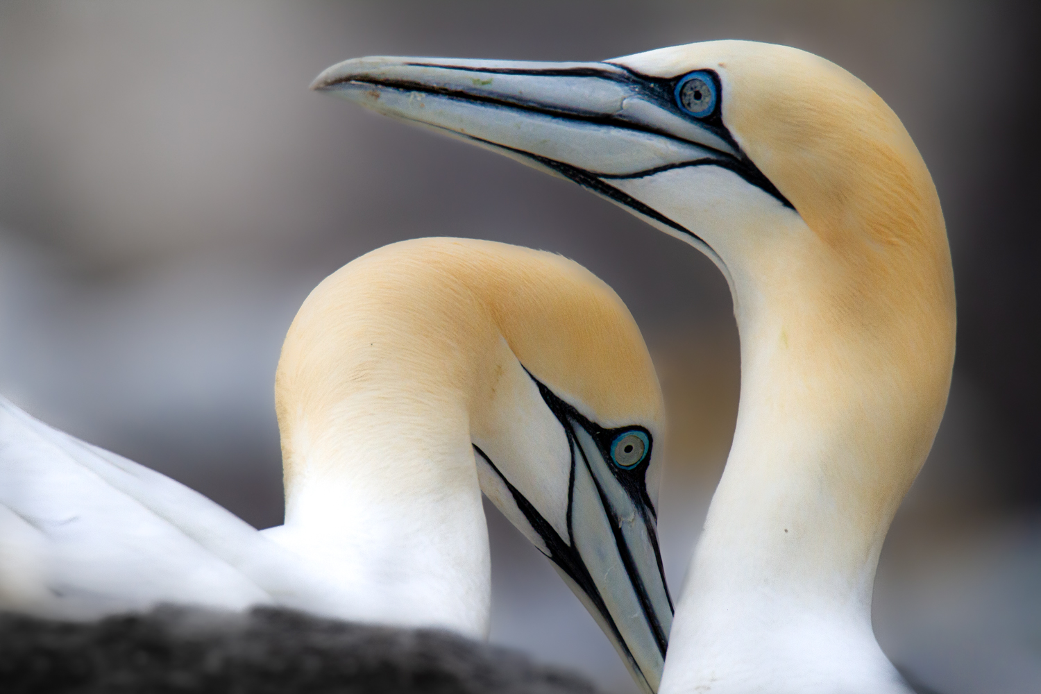 Northern gannet