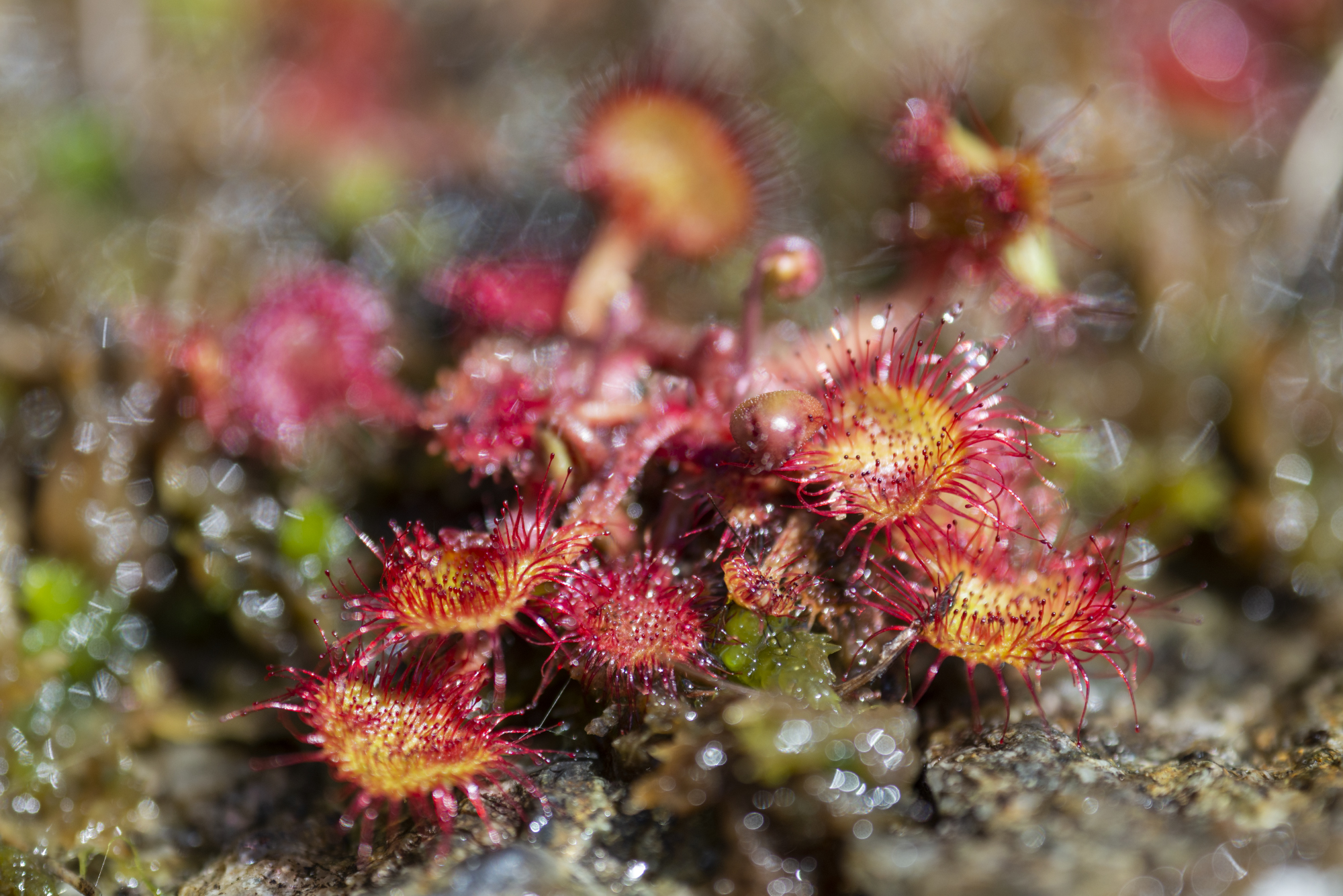 Drosera rotundifolia