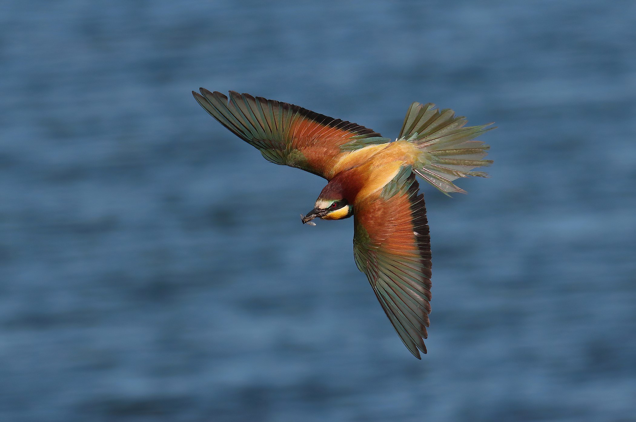Flying bee-eater with prey
