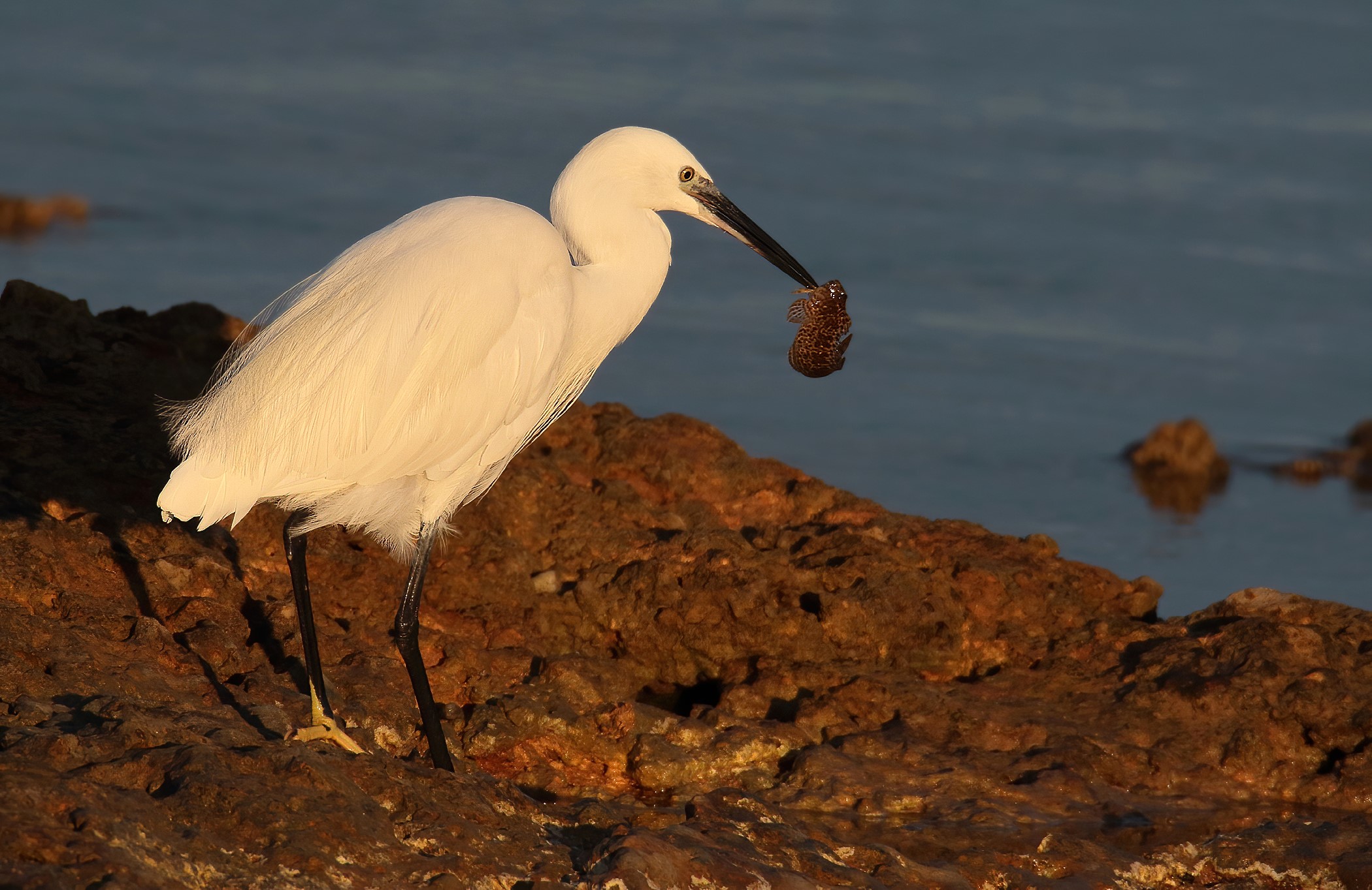 Little egret with prey
