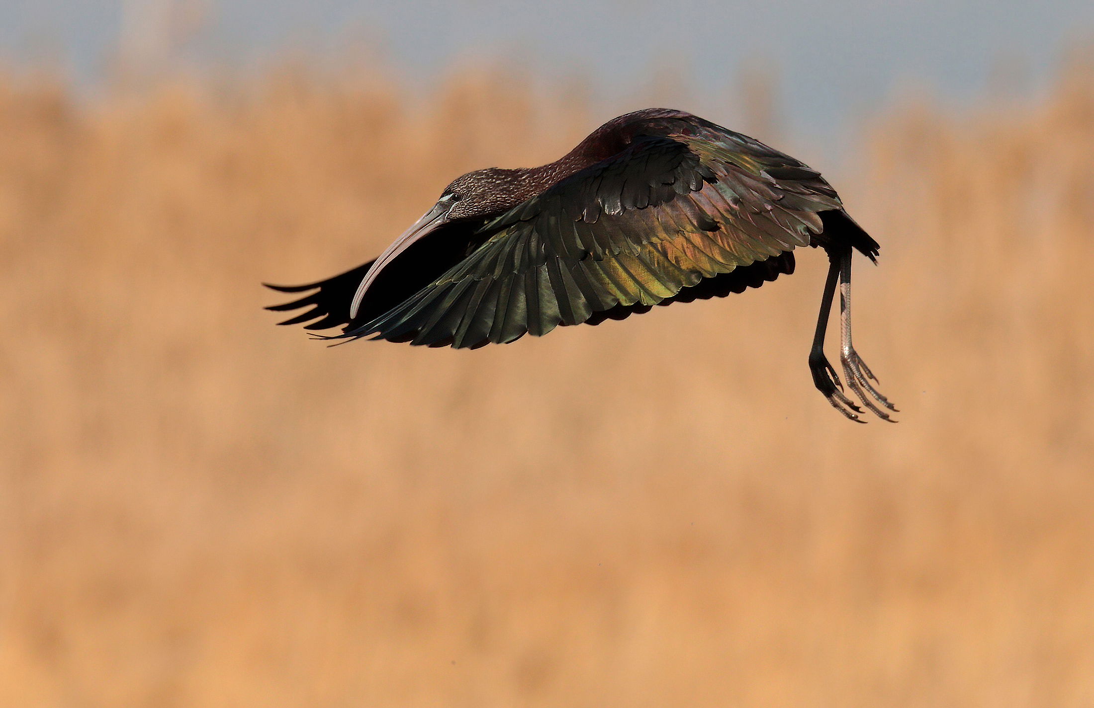 Mignattaio stop in fase di atterraggio