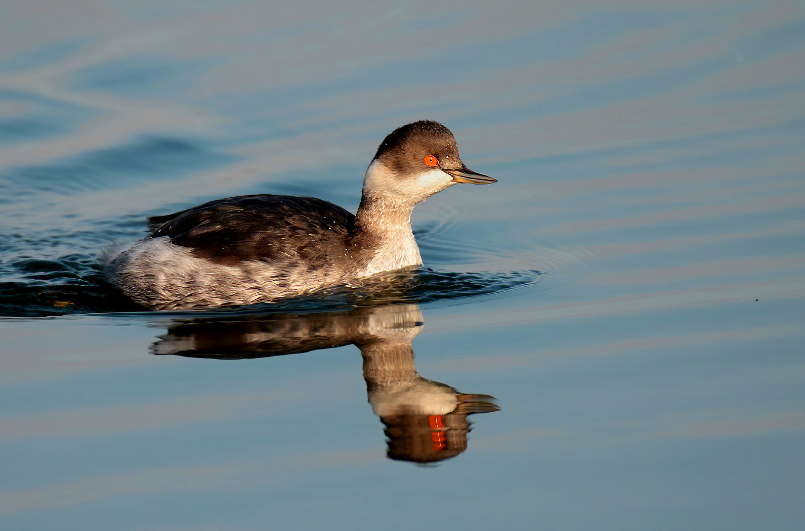 My first little grebe