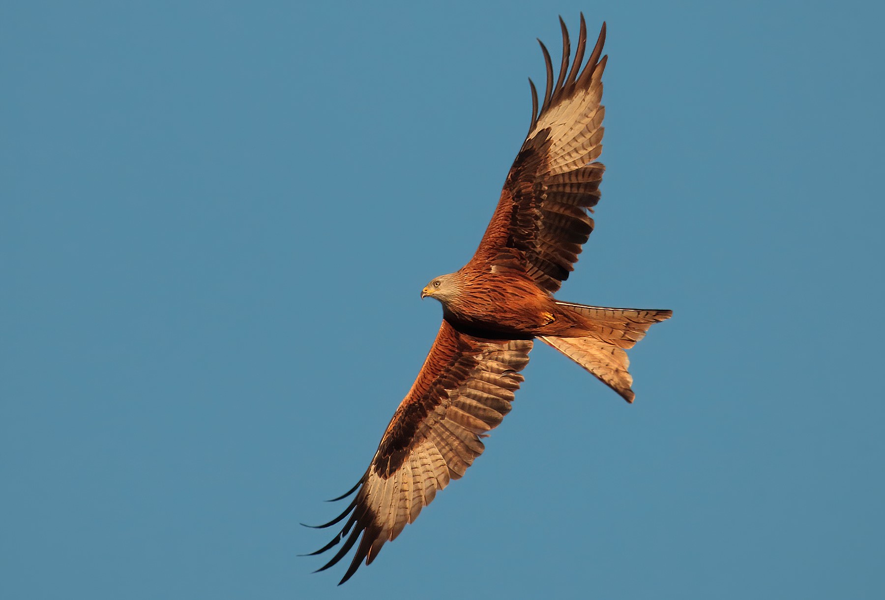 Red Kite wings full open