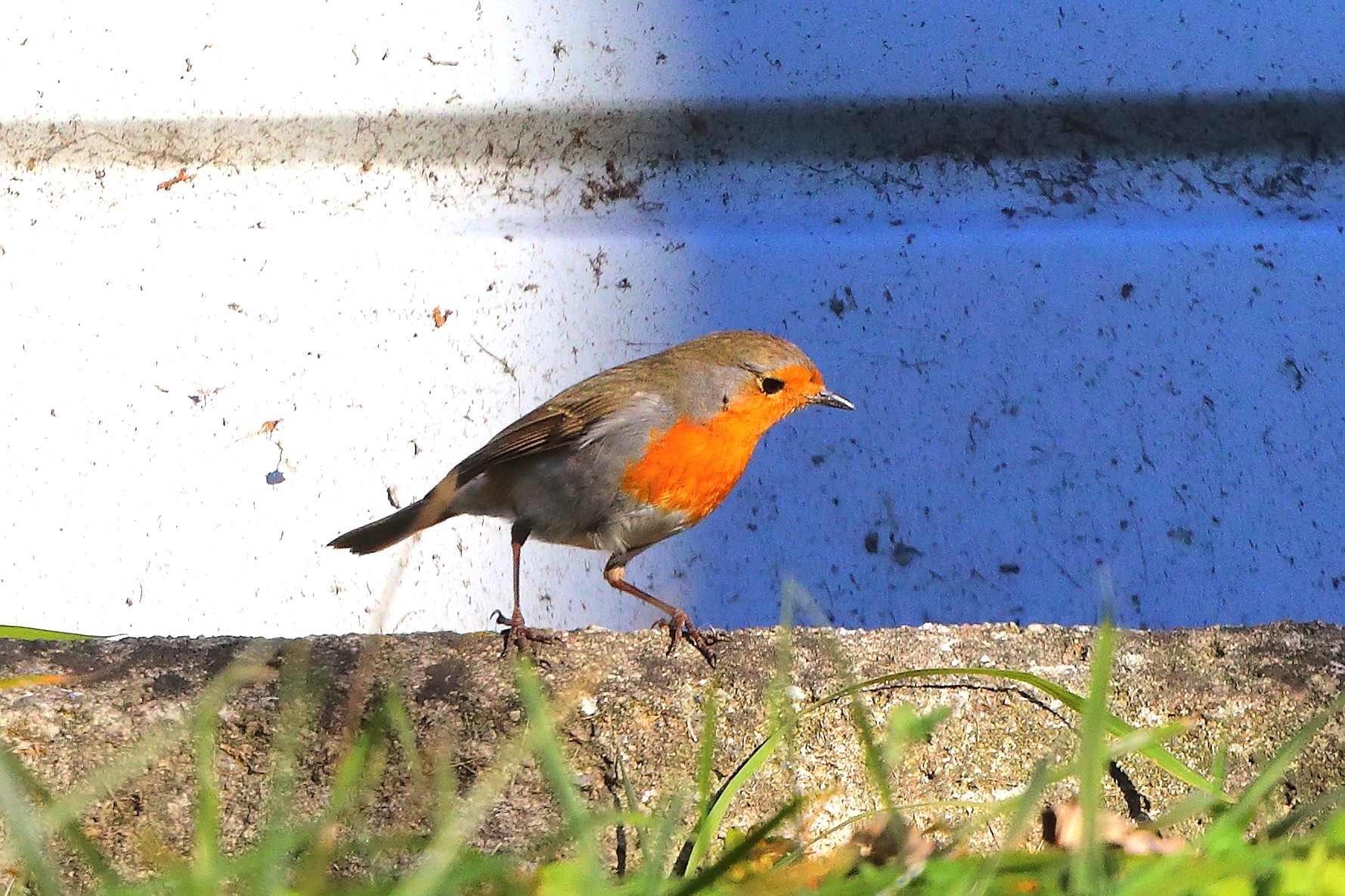 Pettirosso 03 gennaio 2025 - 0132