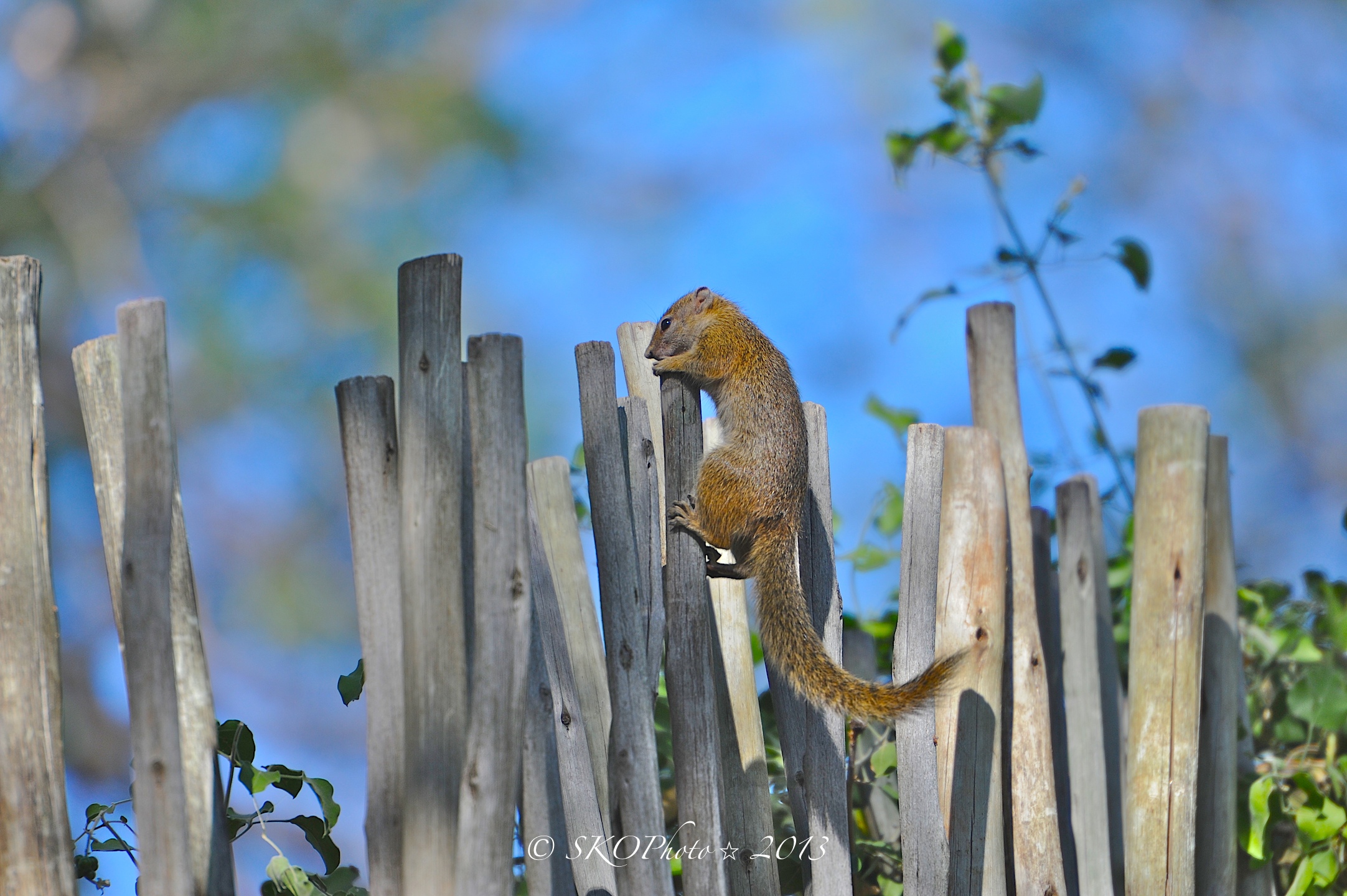 Scoiattolo arrampicata.