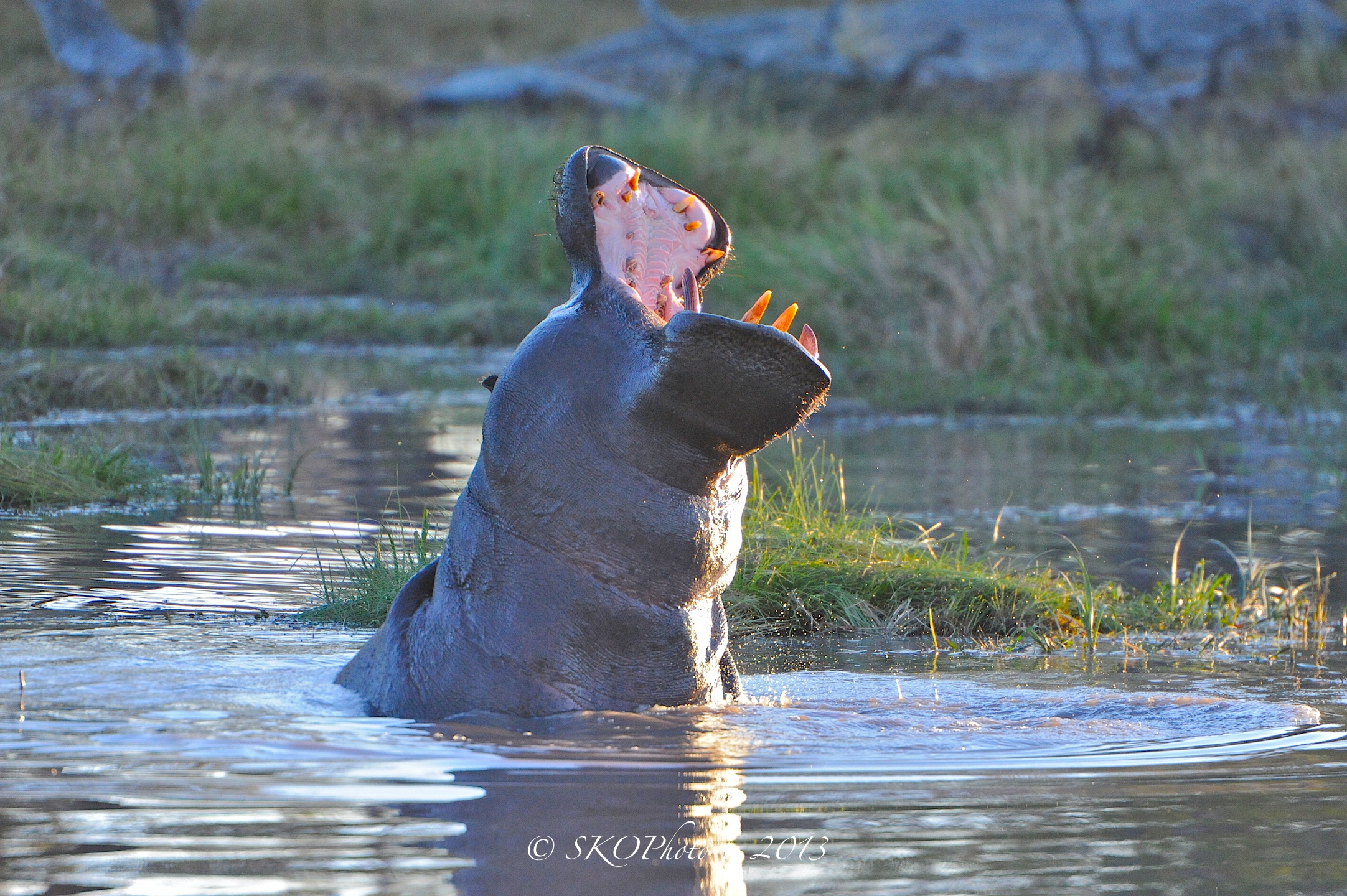 Ippopotamo Okango Delta.
