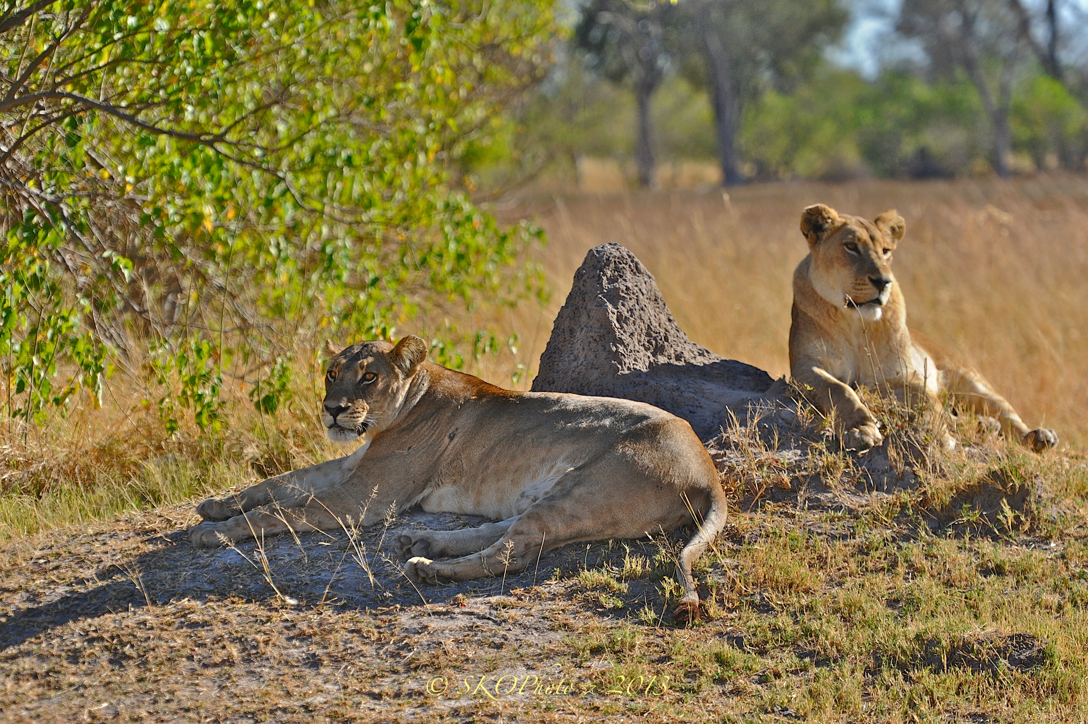 Leonesse siesta pomeridiana.