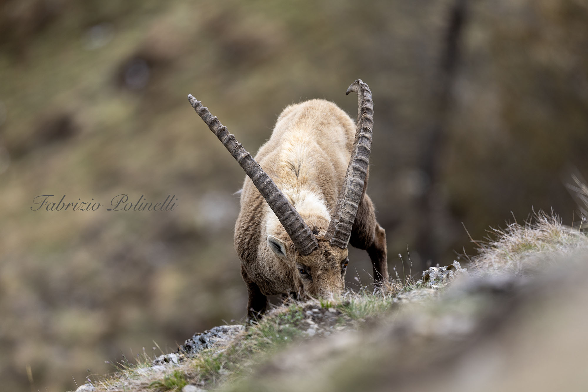 Grazing