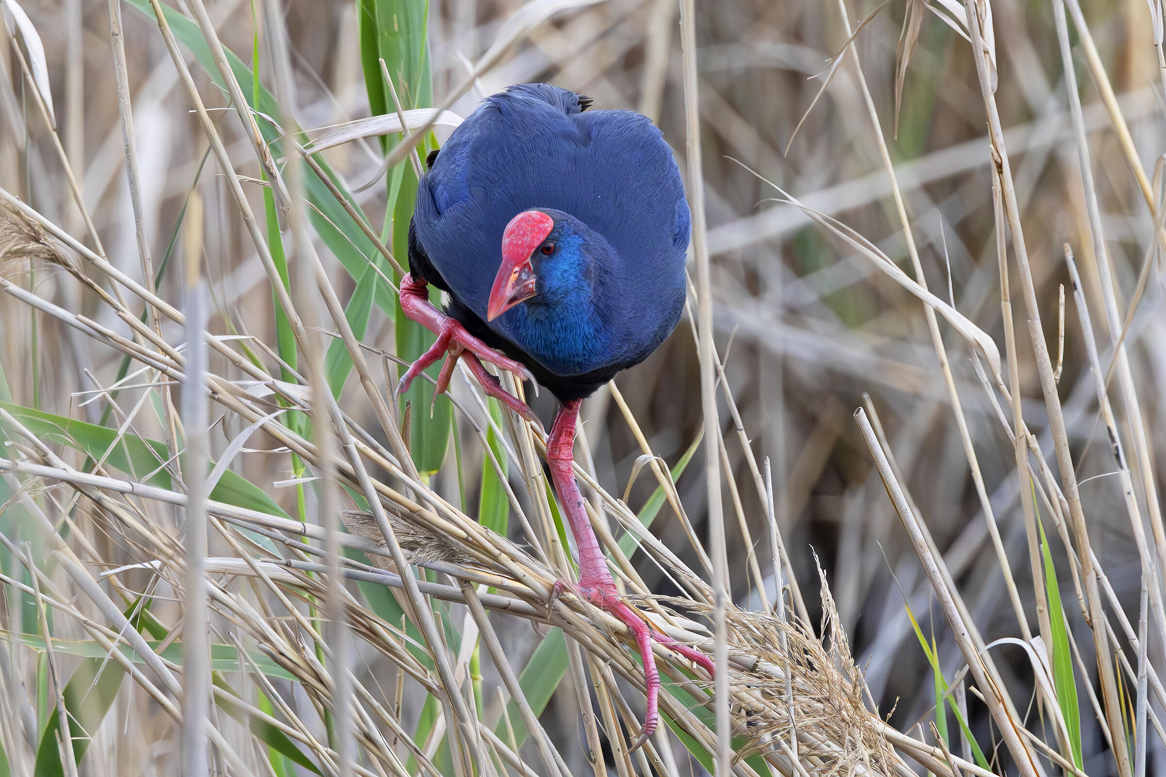 Swamphen