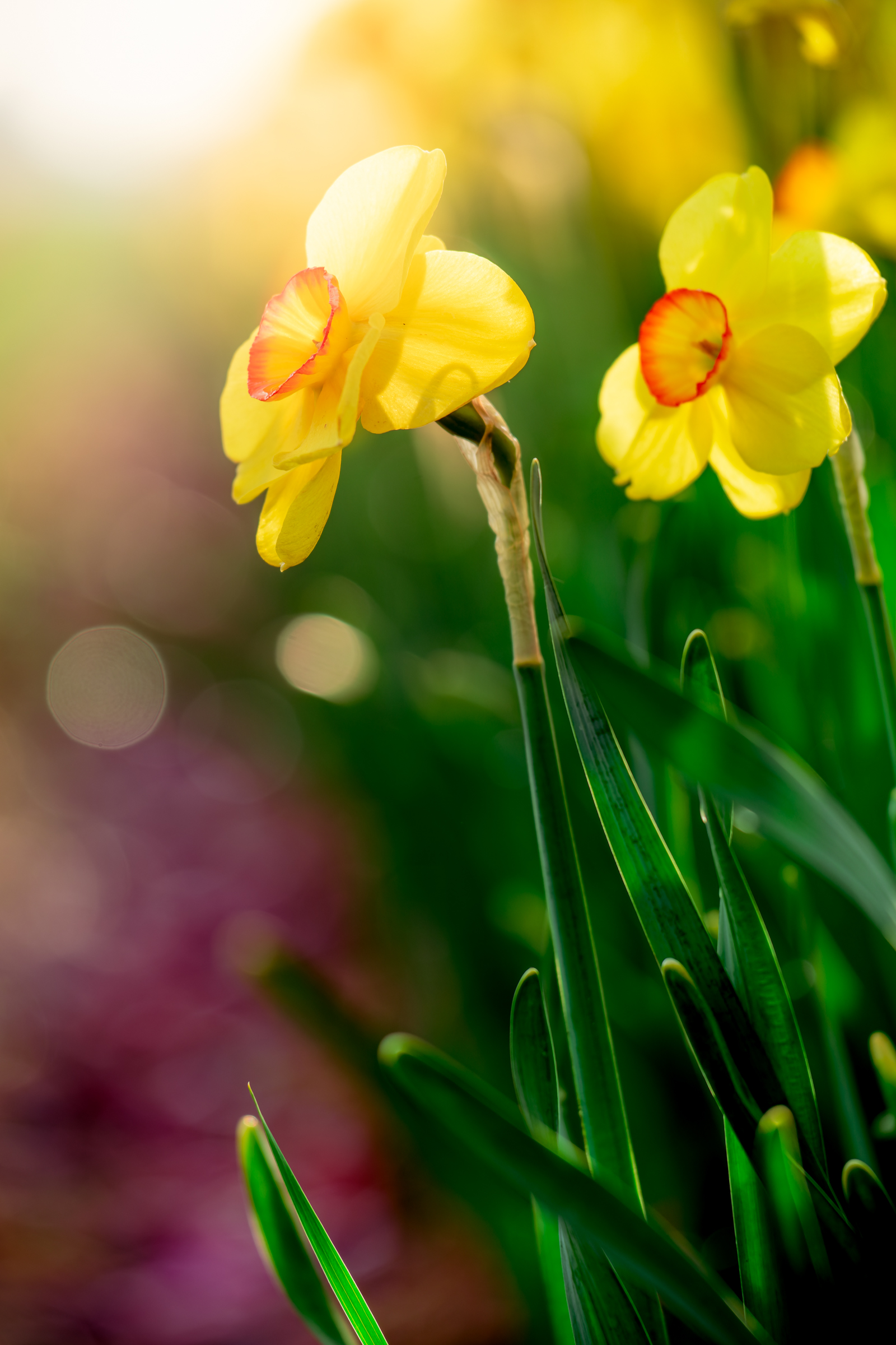 Daffodils
