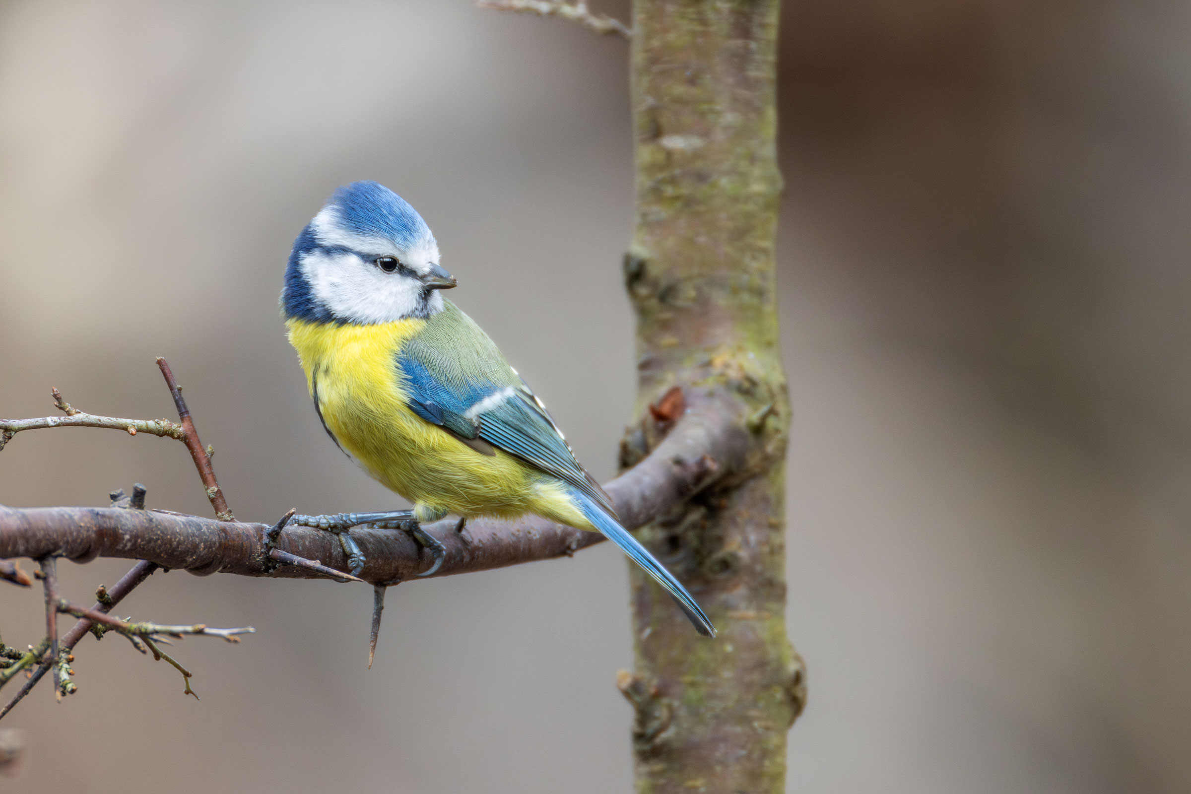 Cinciarella