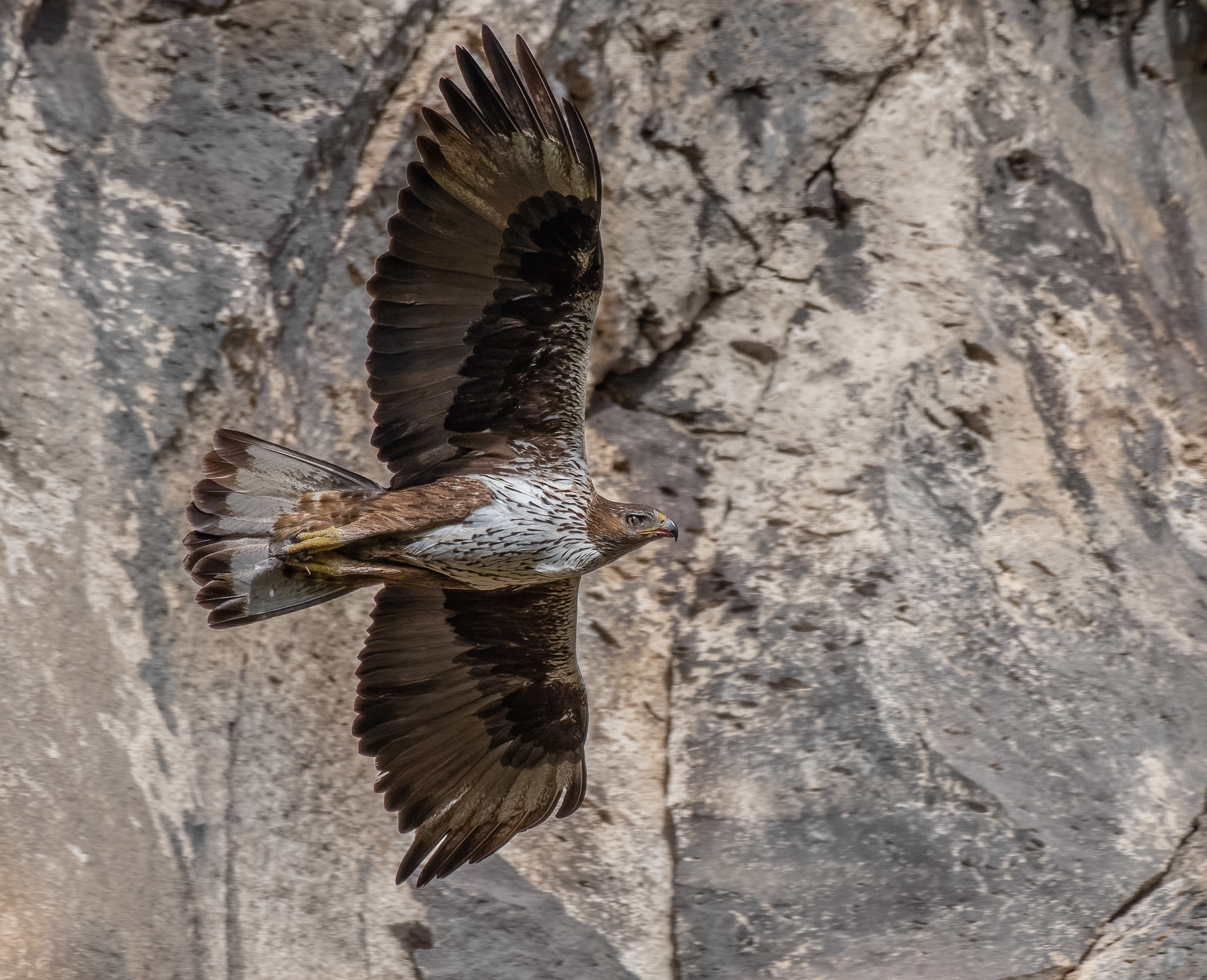 Bonelli's eagle