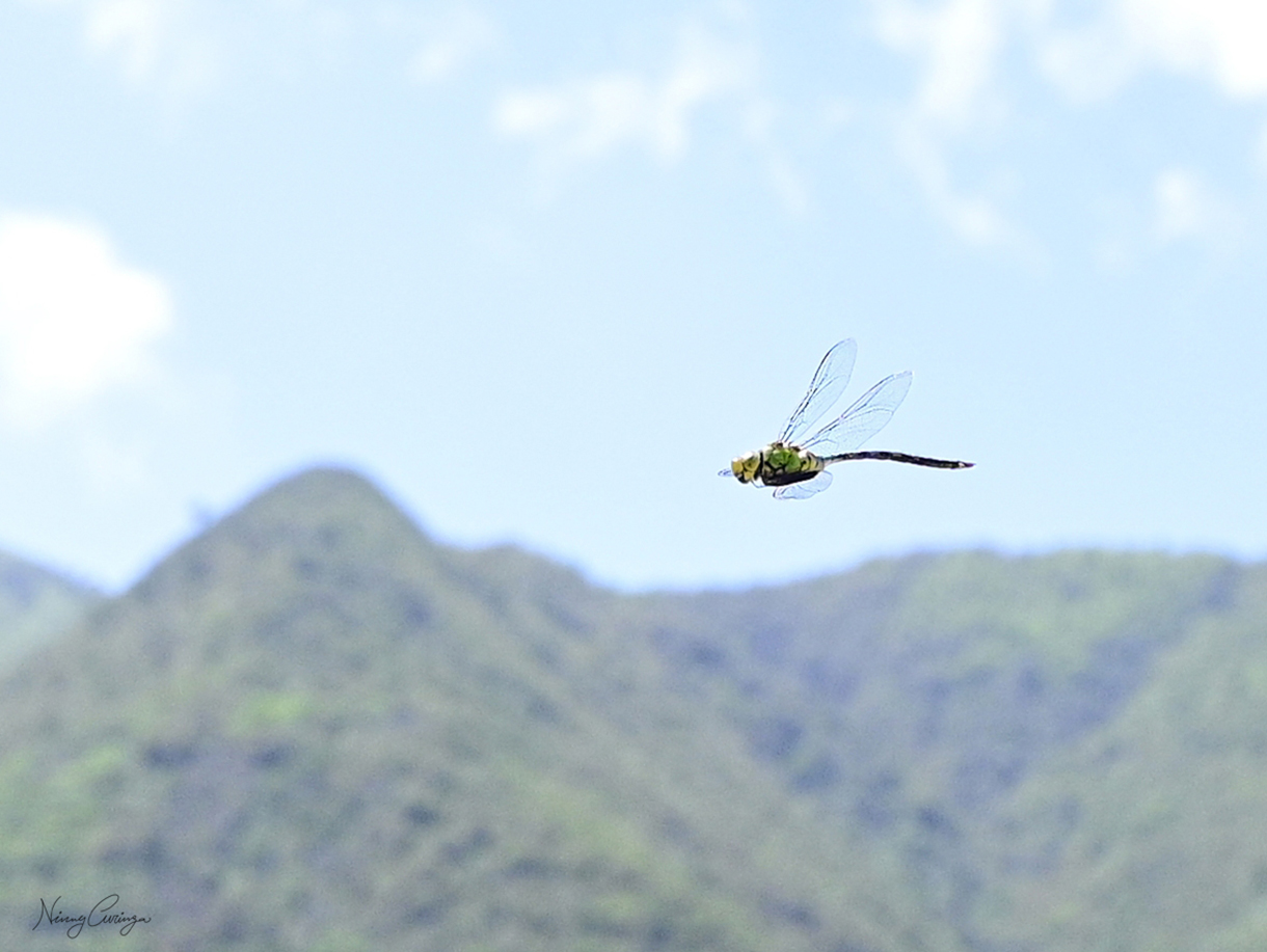 snapshot of Dragonfly