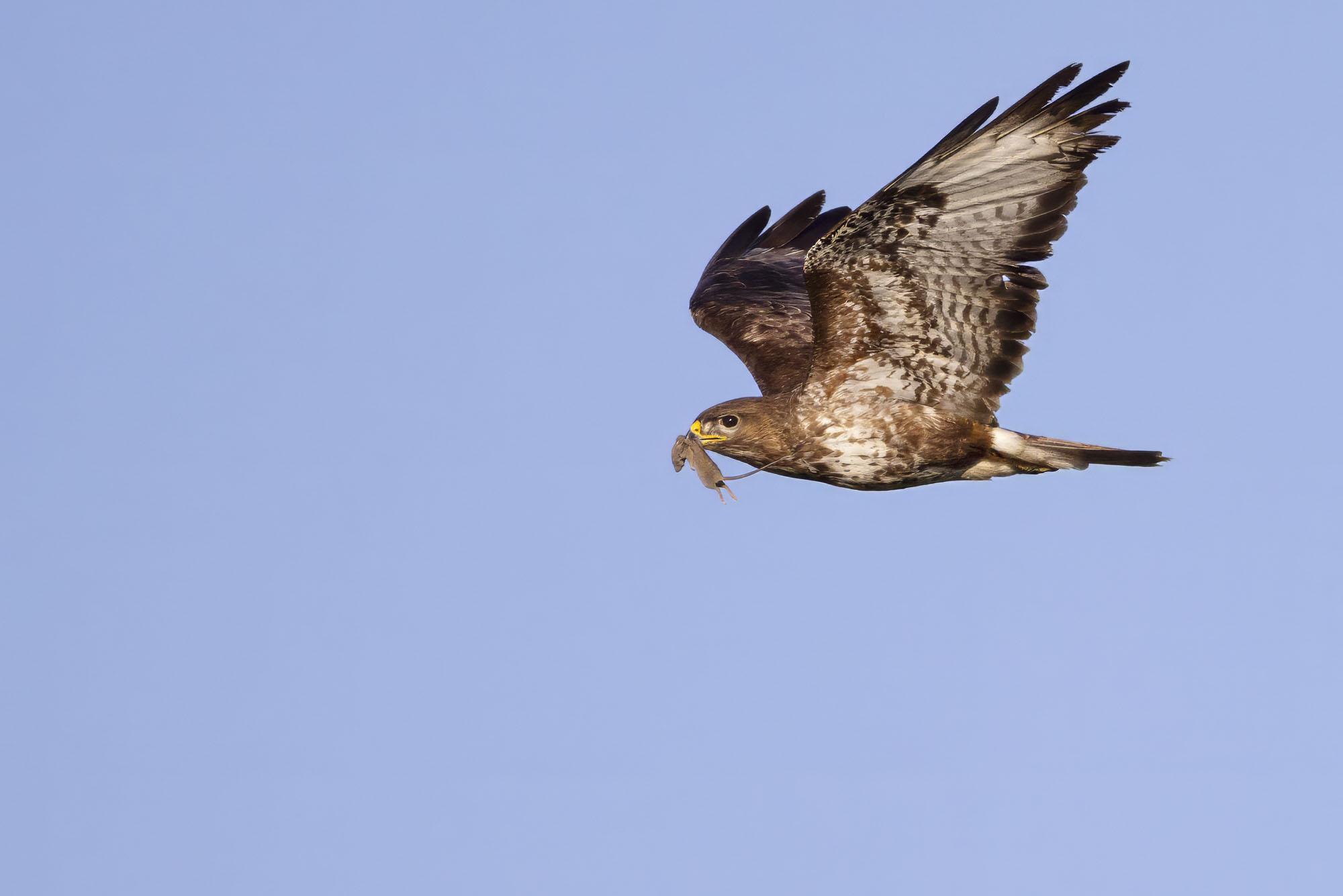 The buzzard and the mouse