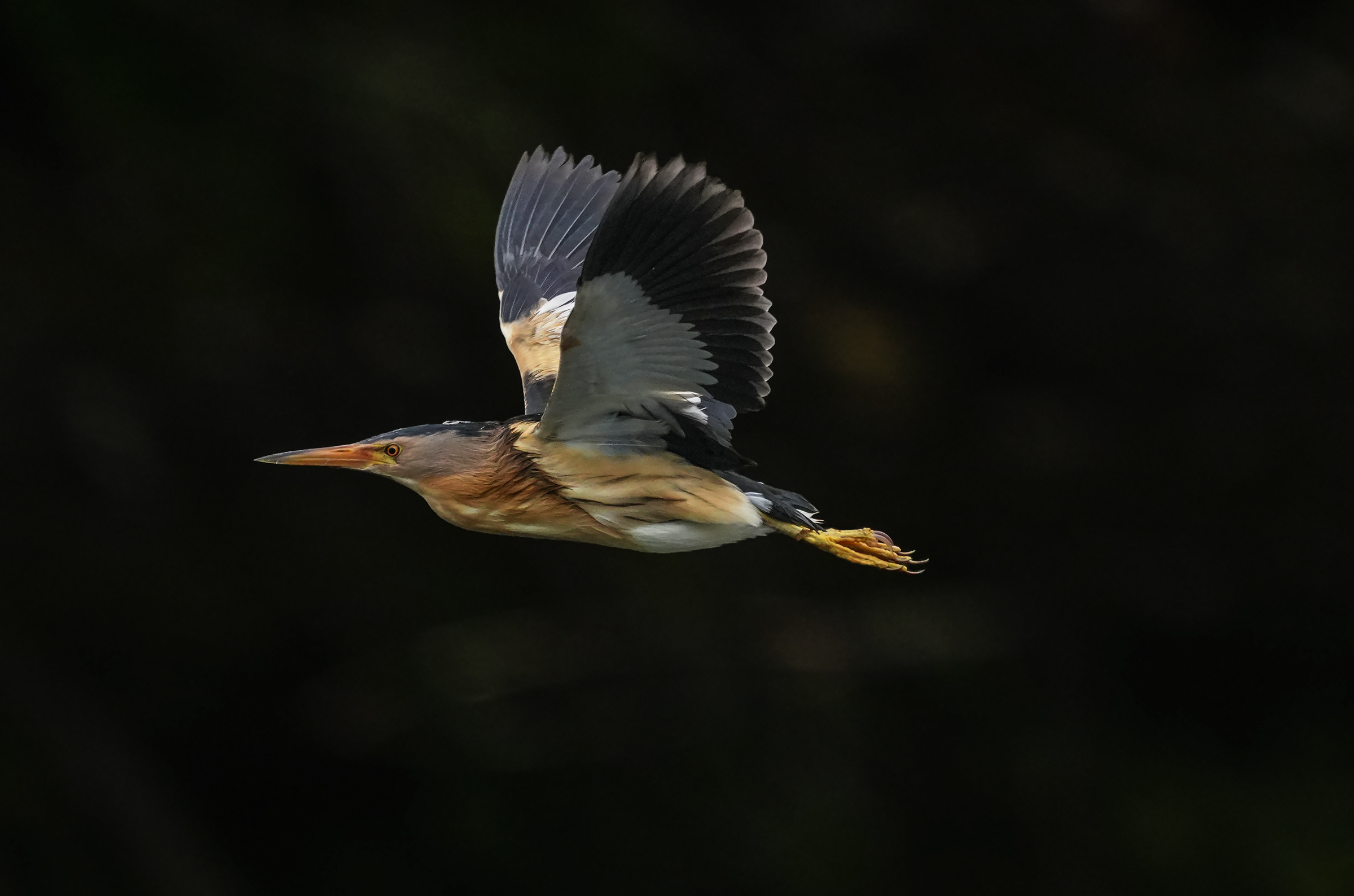 Male bittern in flight