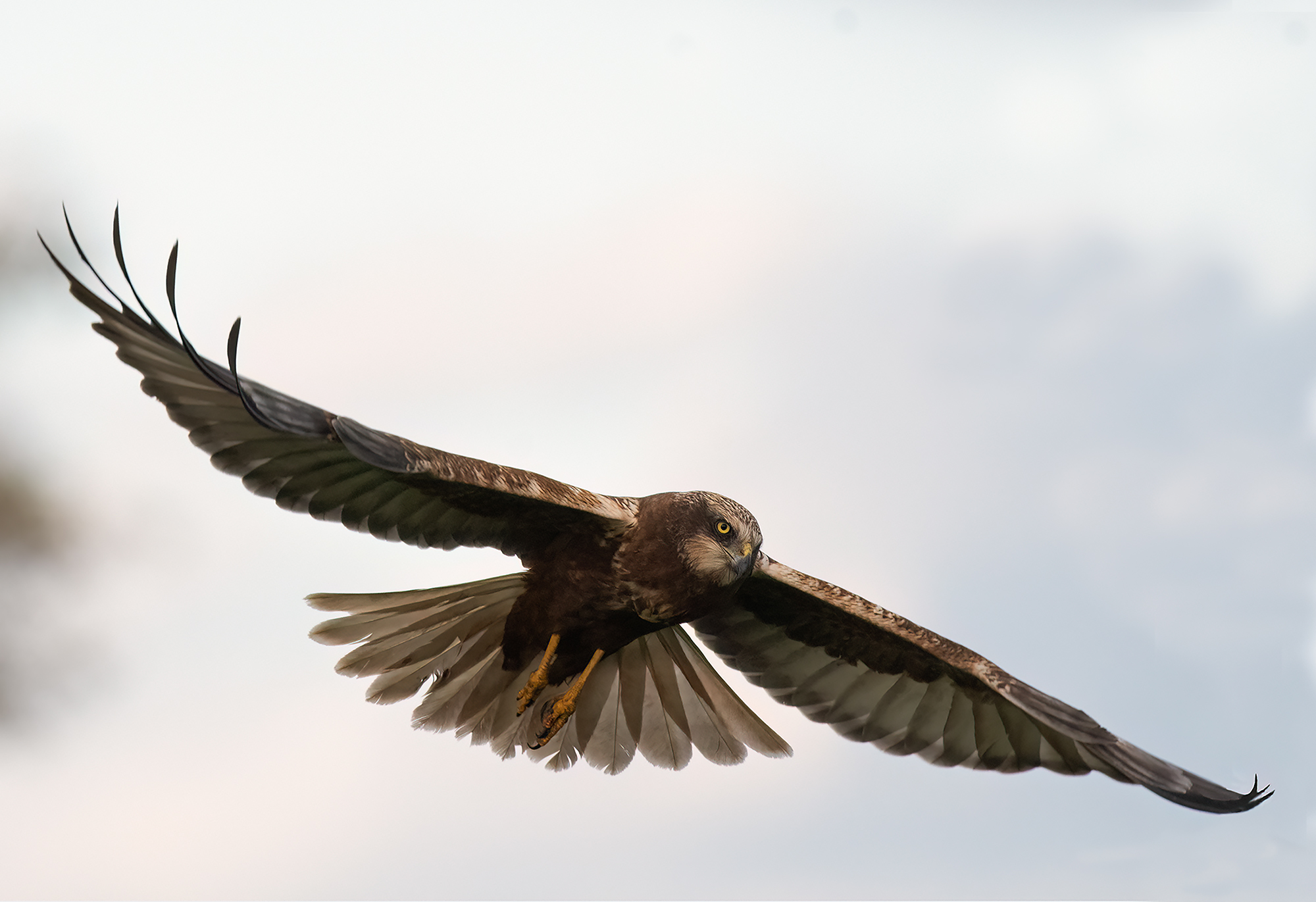 falco di palude