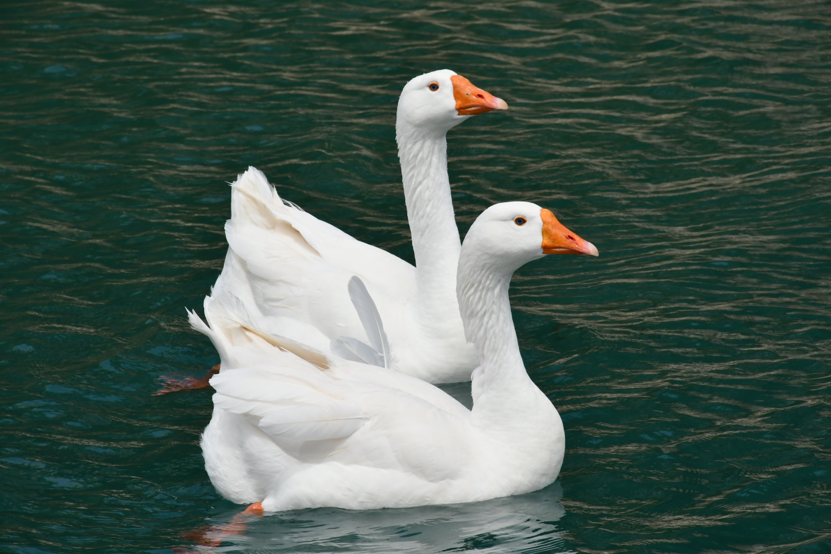 Oche a Sitia (Creta)