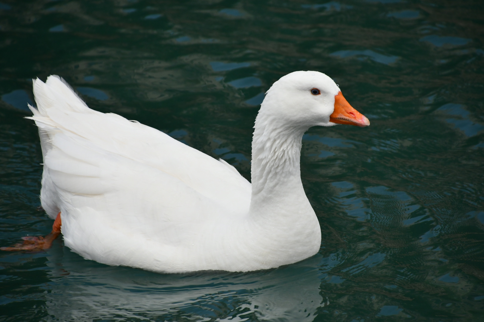 Oche a Sitia (Creta)