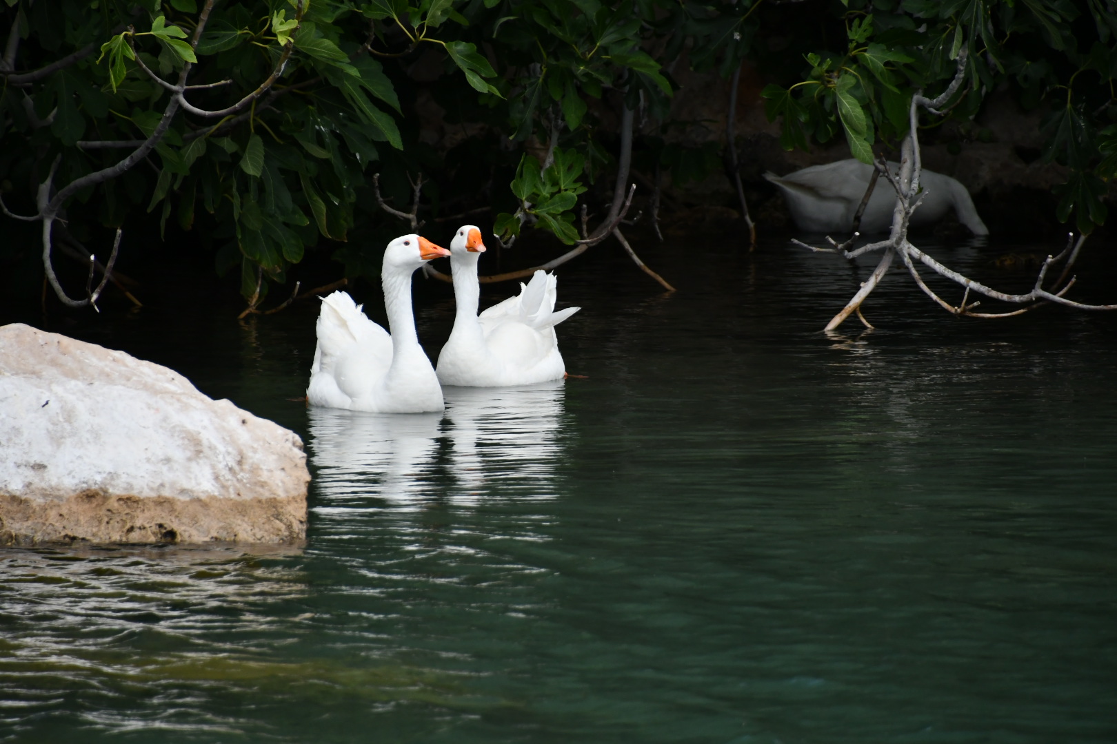 Oche a Sitia (Creta)