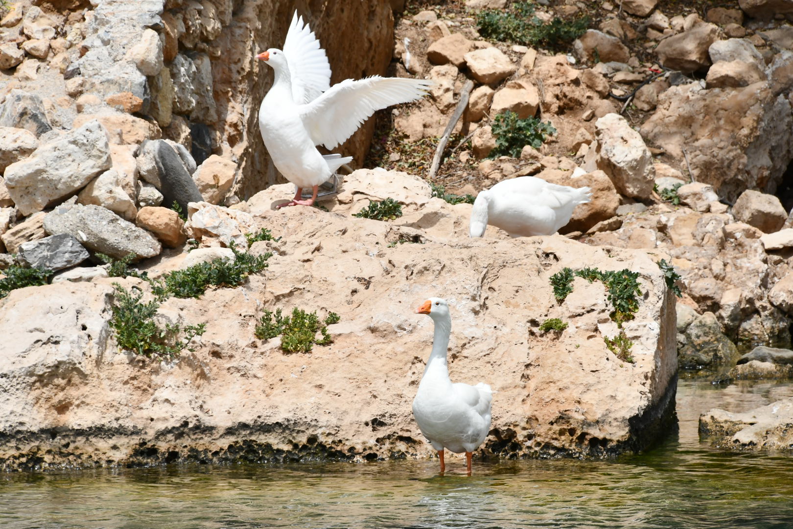 Geese in Sitia (Crete)