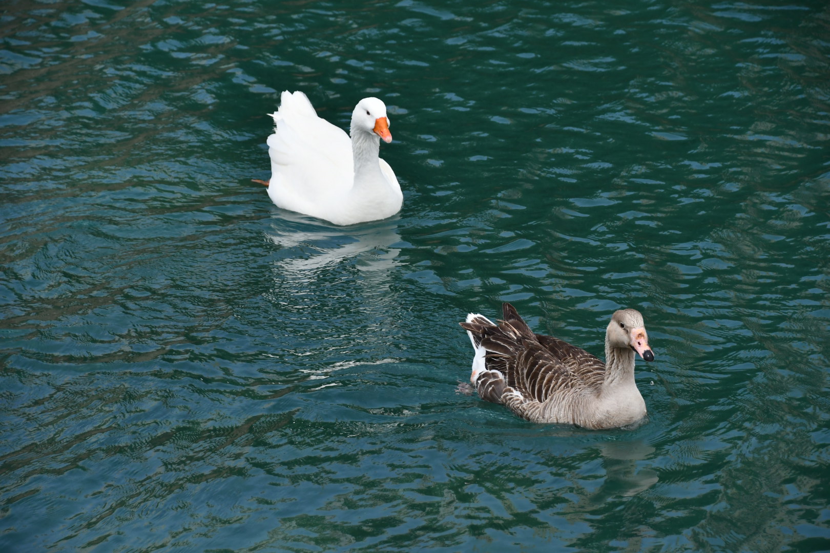 Oche a Sitia (Creta)