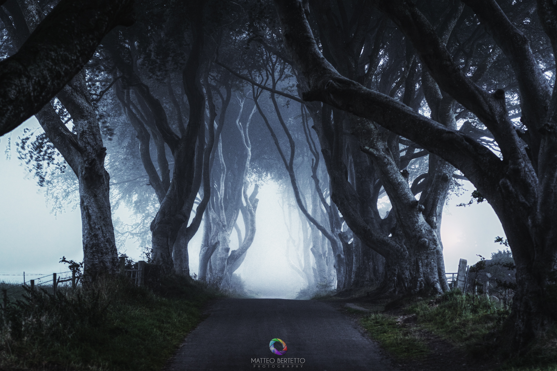 The Dark Hedges - Ballymoney