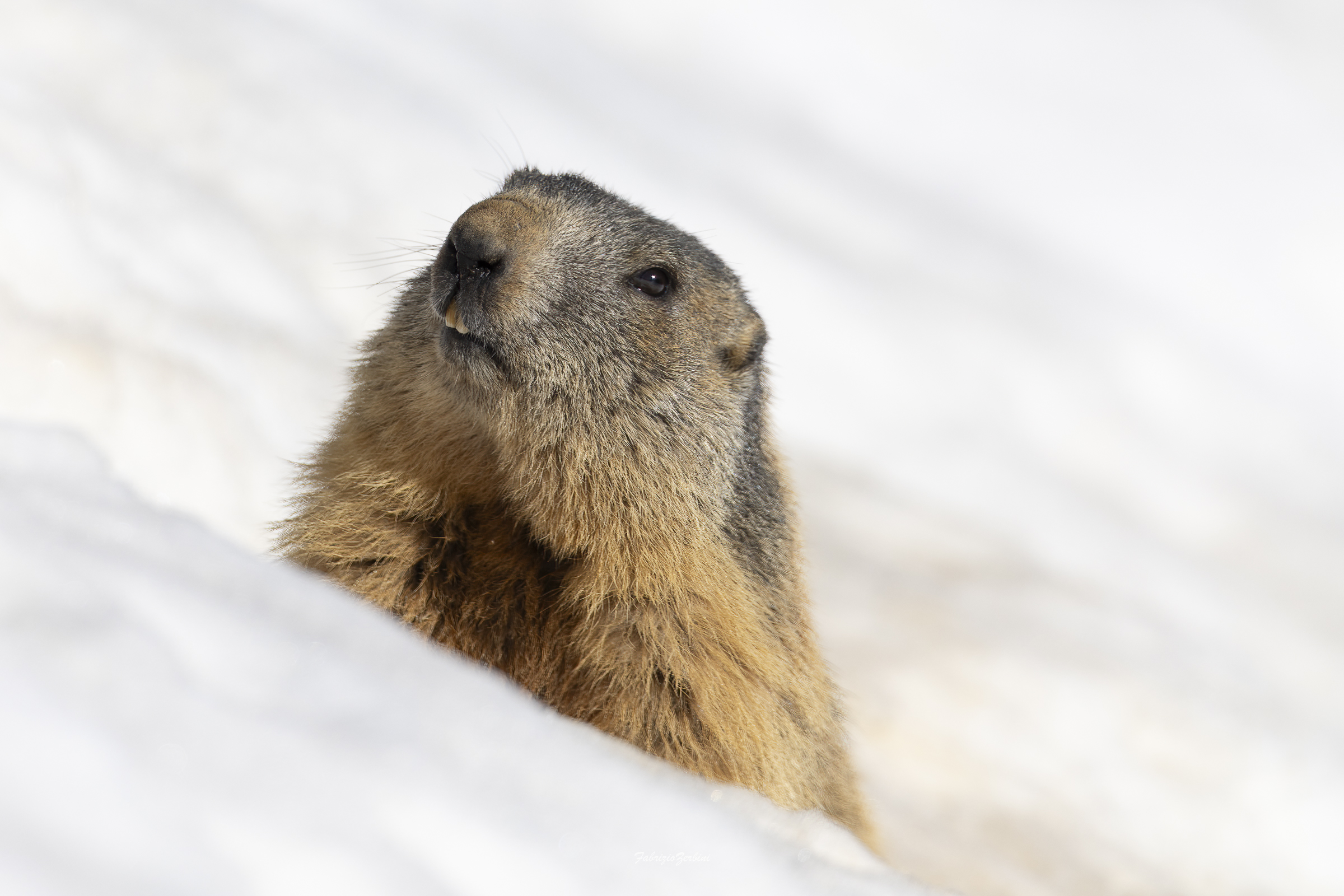 Marmotta