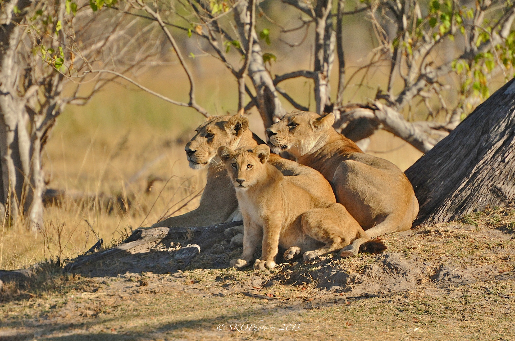 Cucciolo tra la madre e la Zia.