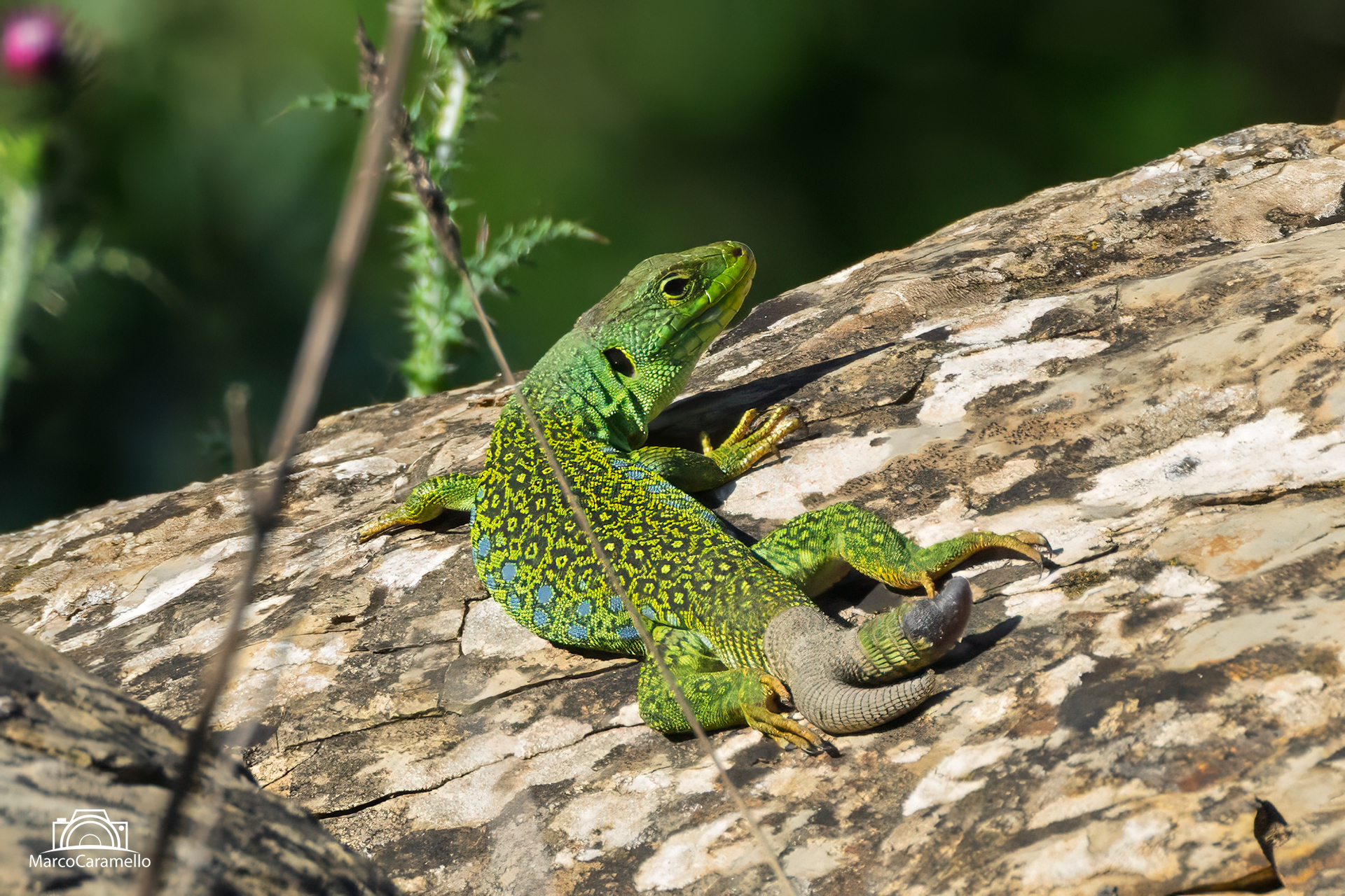 Ocellated lizard