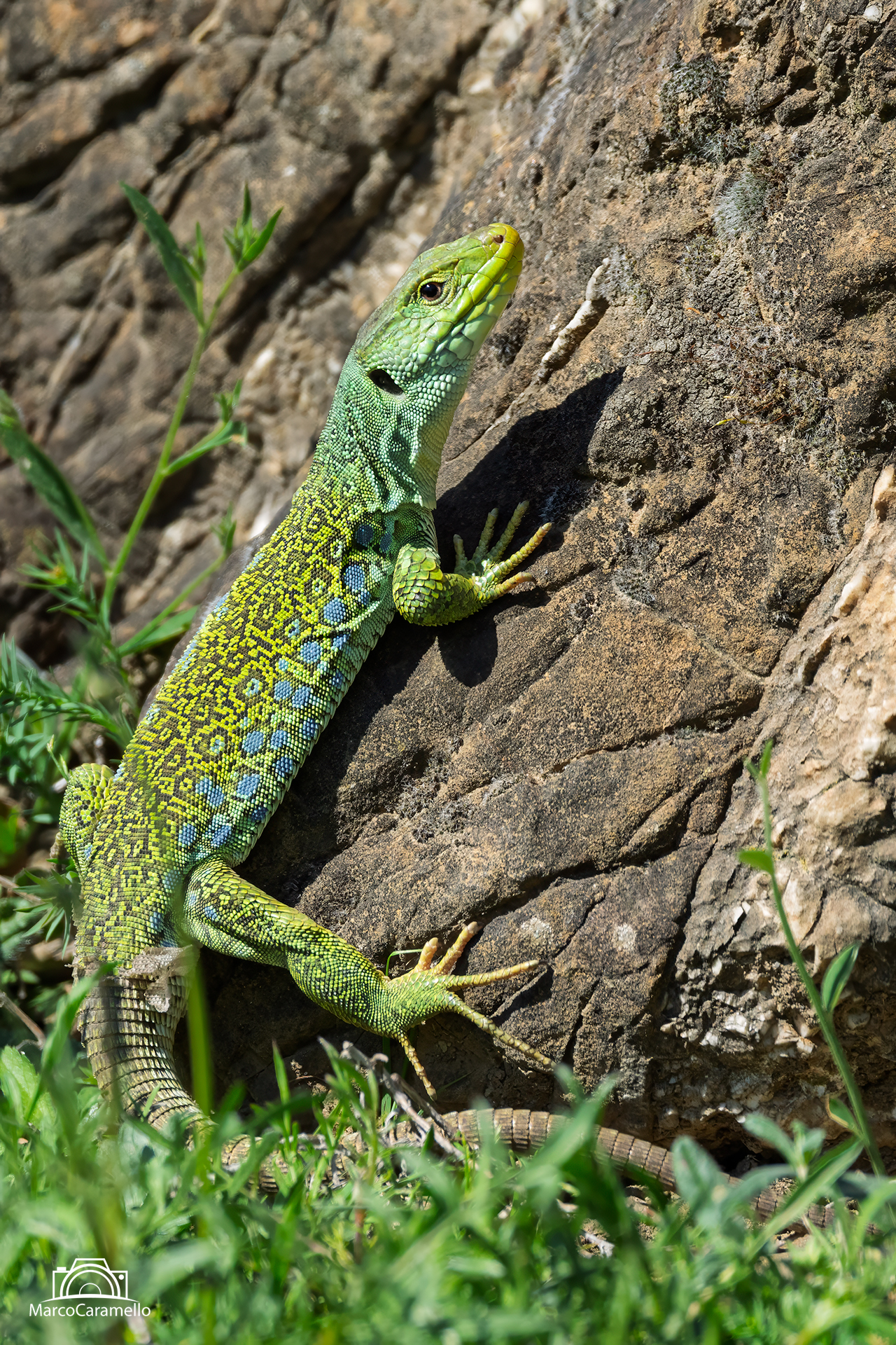 Ocellated lizard