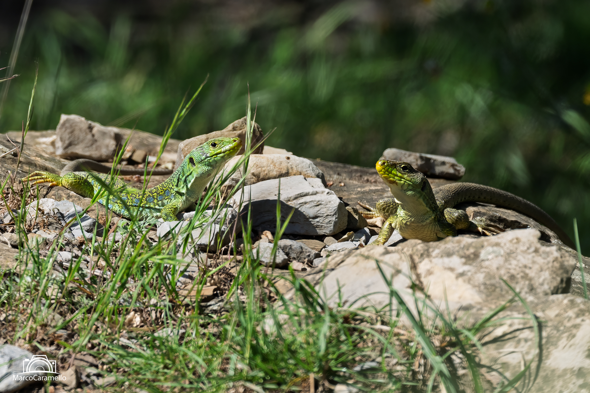 Ocellated lizard