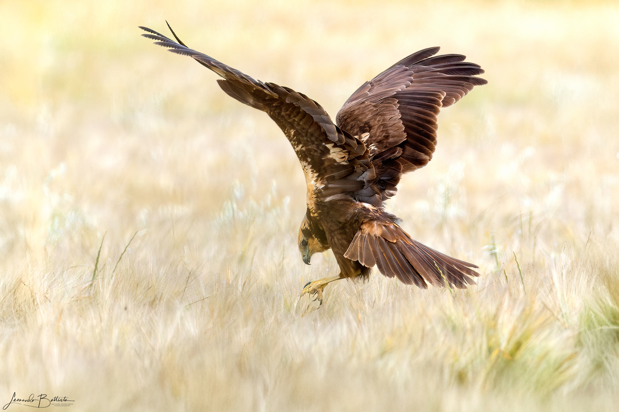 Marsh Harrier (female)