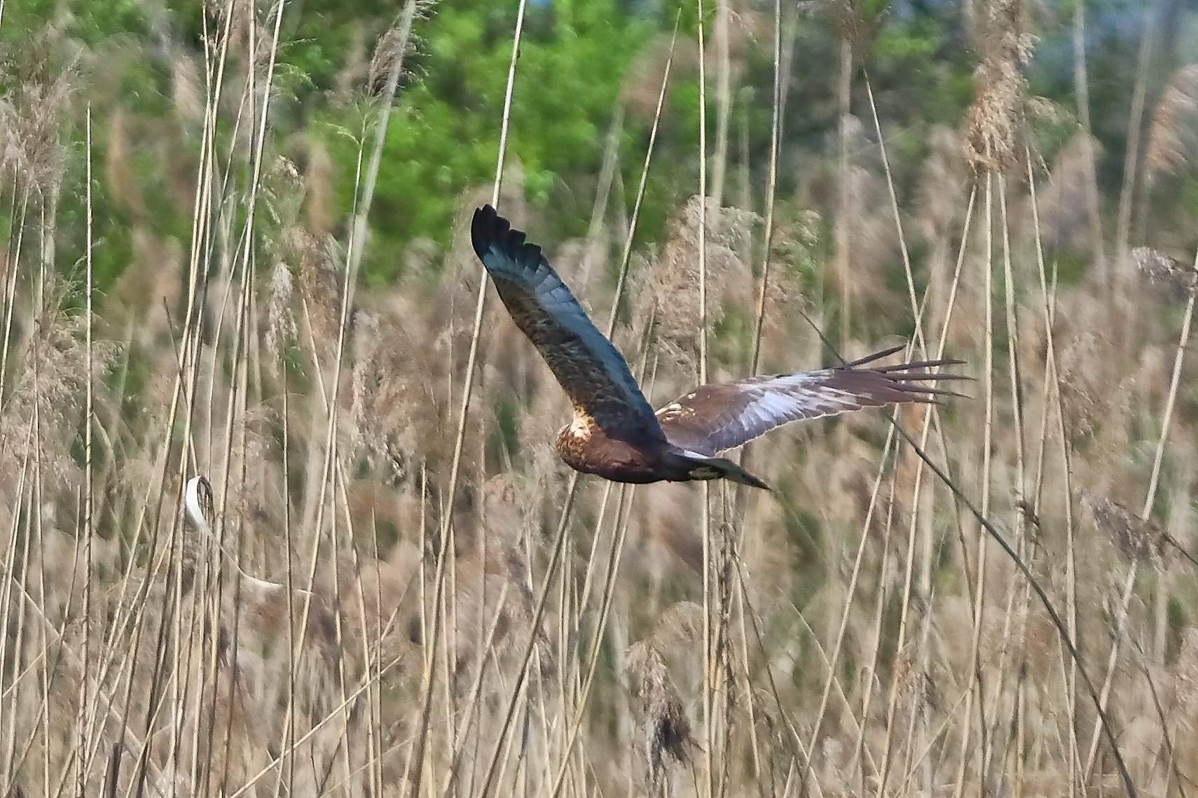 Falco di palude M 05 aprile 2025 - 0167