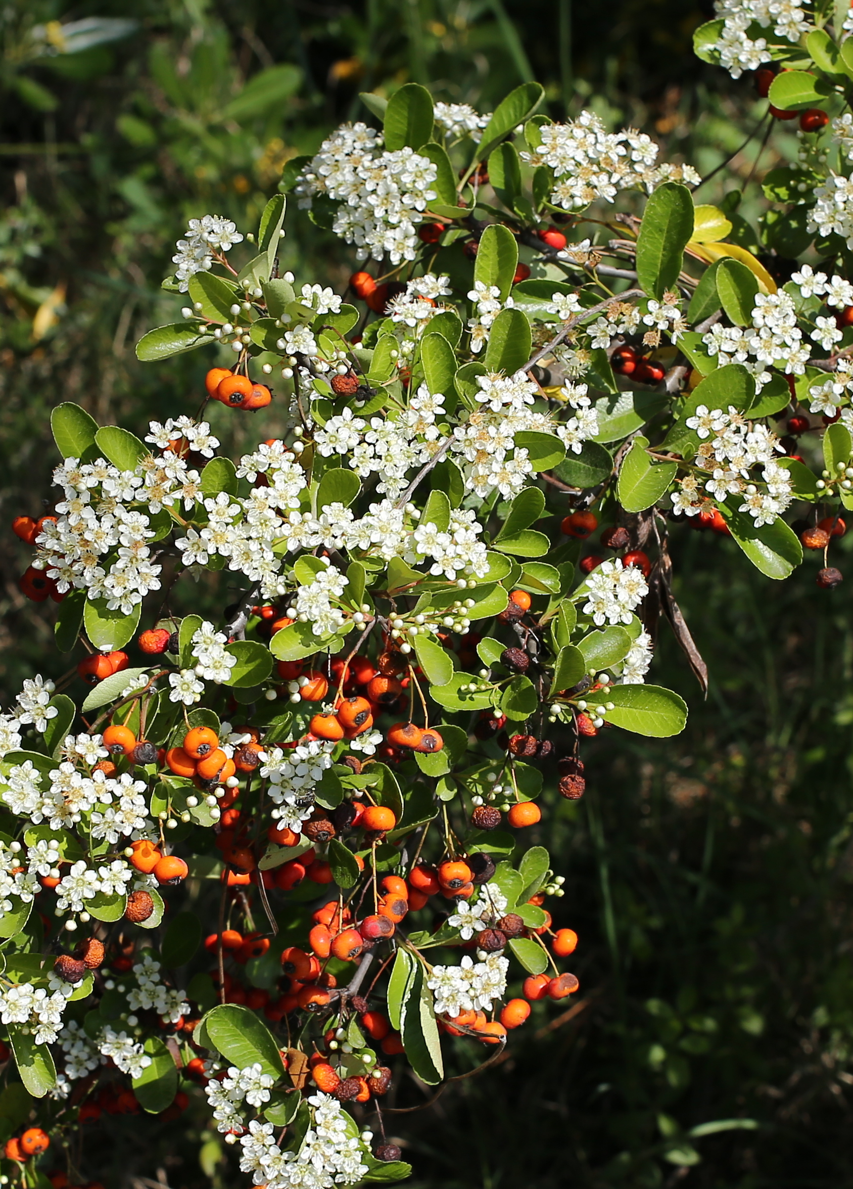 Natural composition