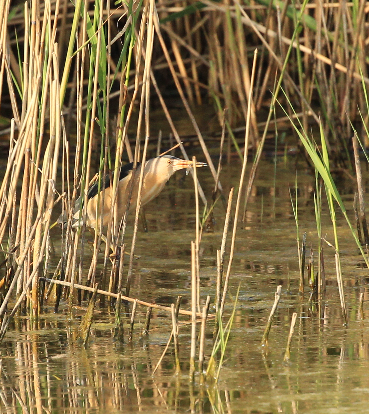 bittern eating
