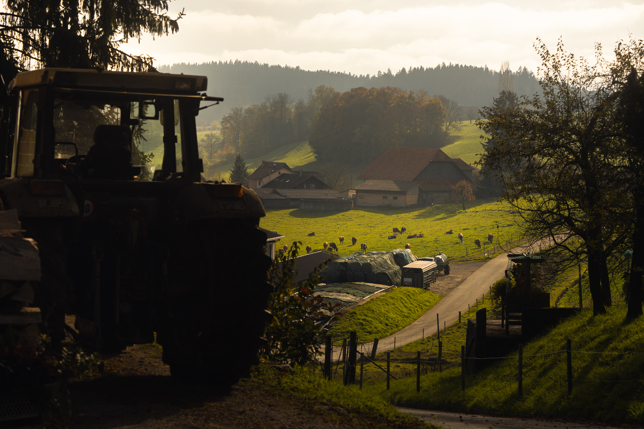 Tranqulla serata in campagna