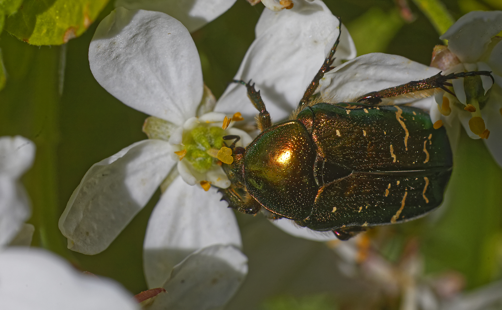 cetonia dorata