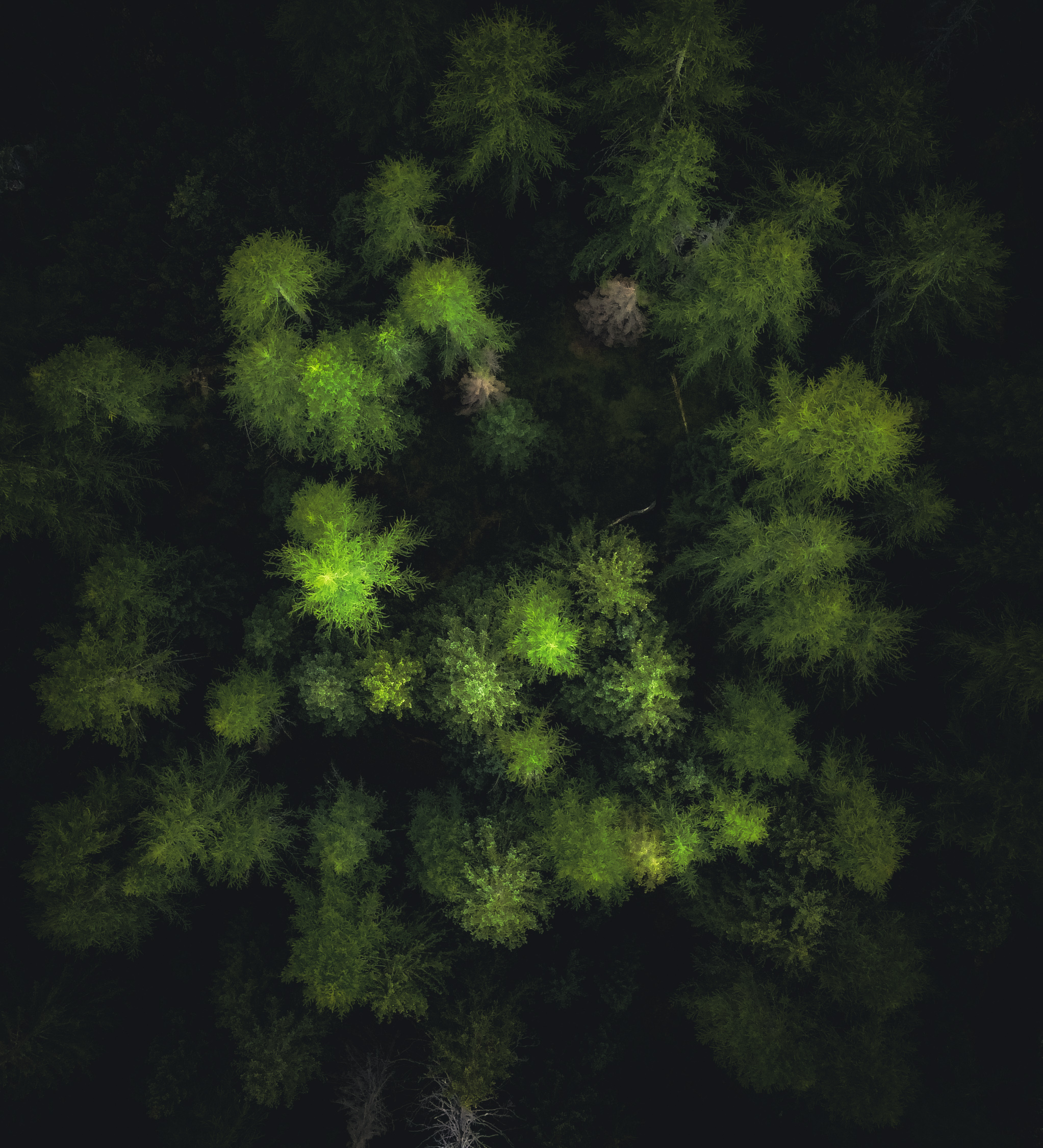 foresta dall'alto