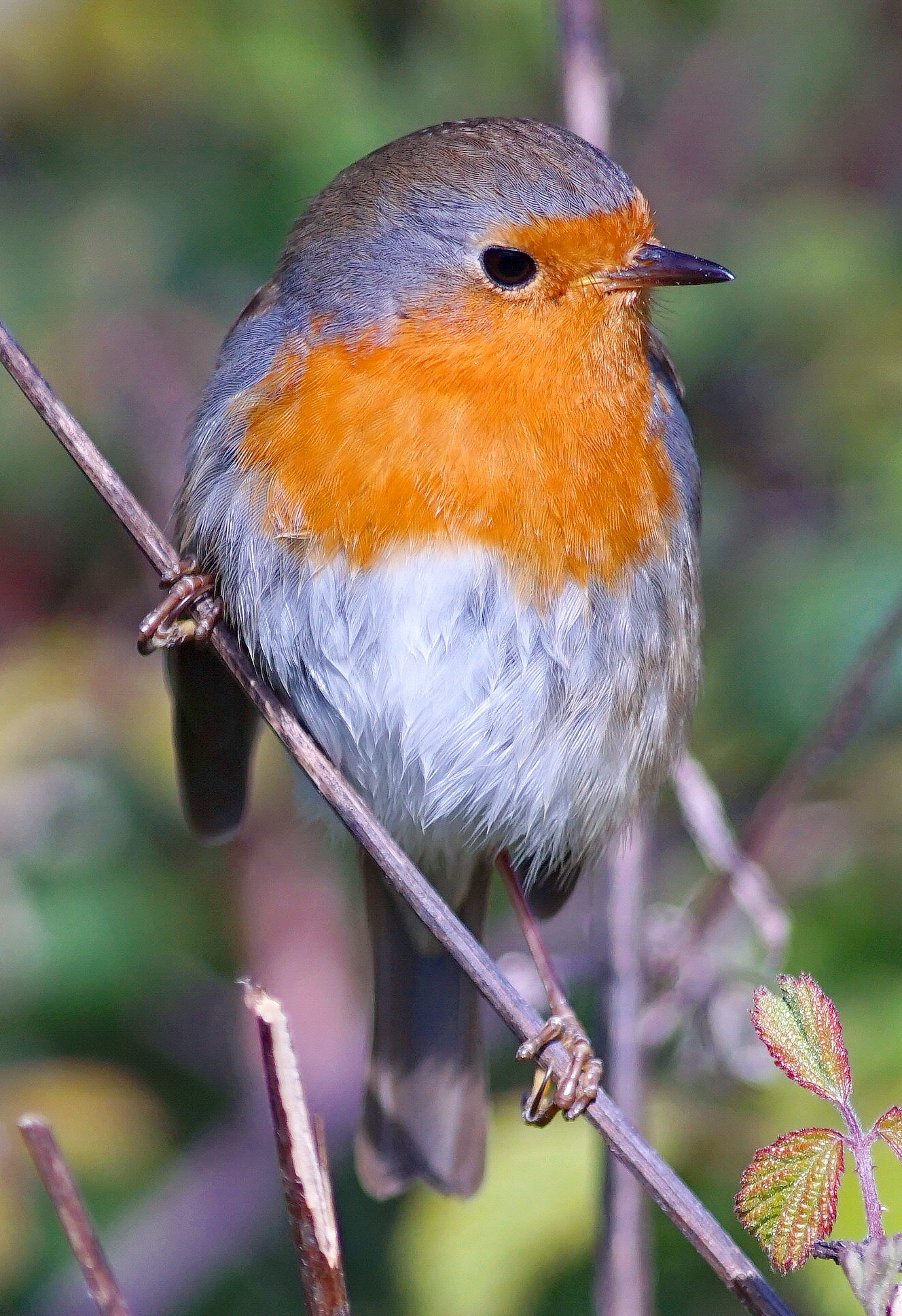 Sempre attento il capozona!