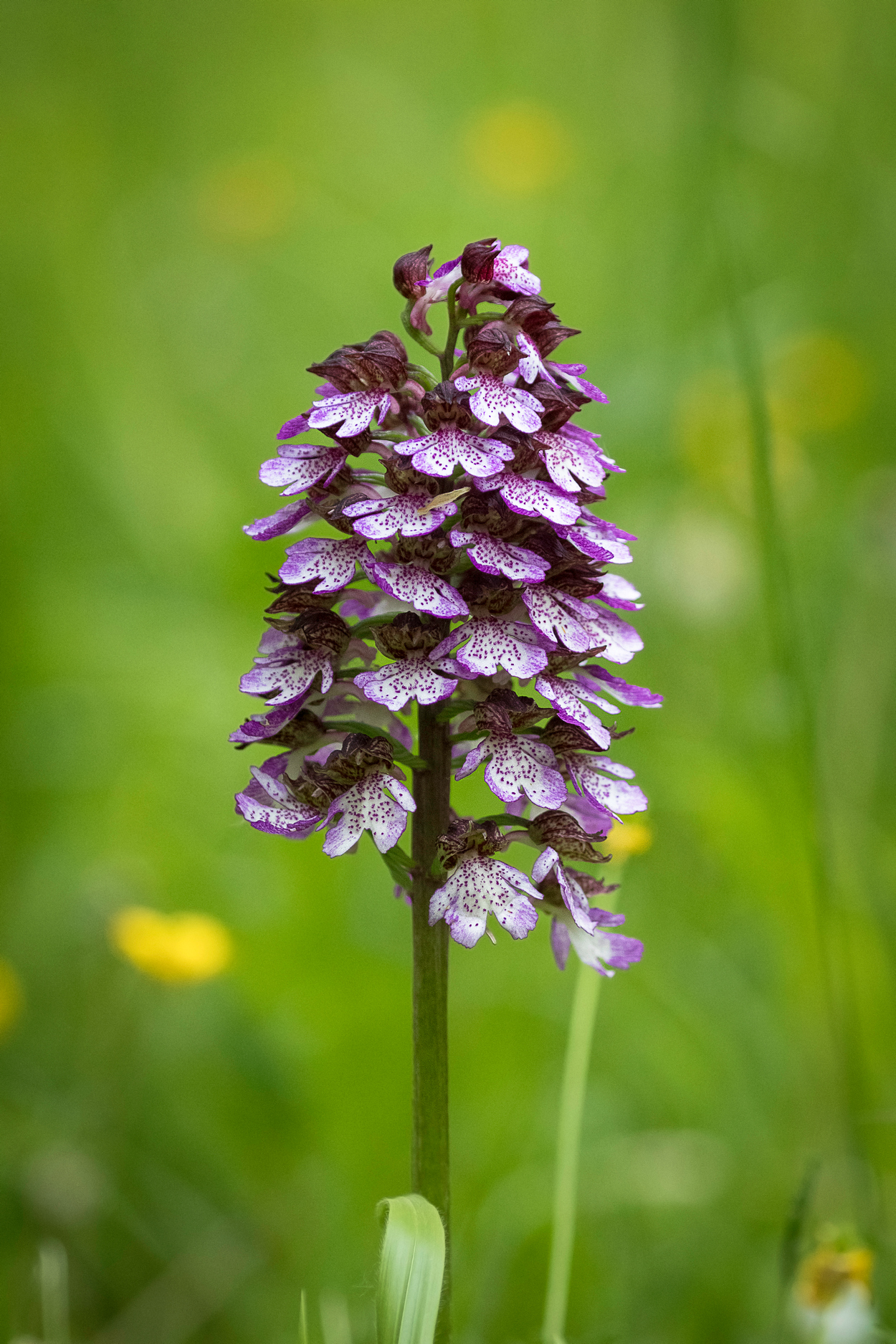 Wild orchid
