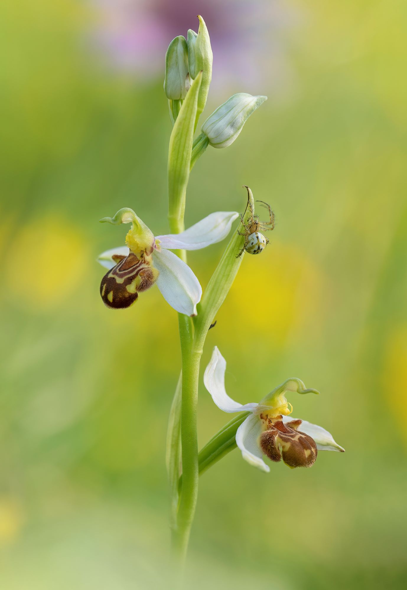 Apiferous Ophrys with guest