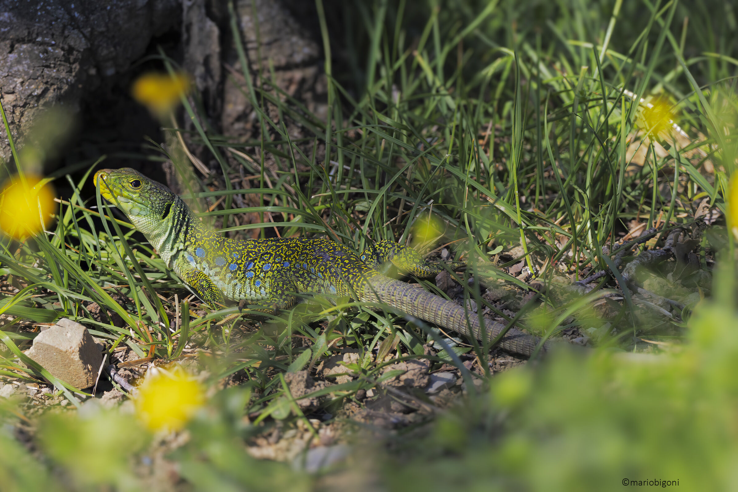 Ocellated lizard