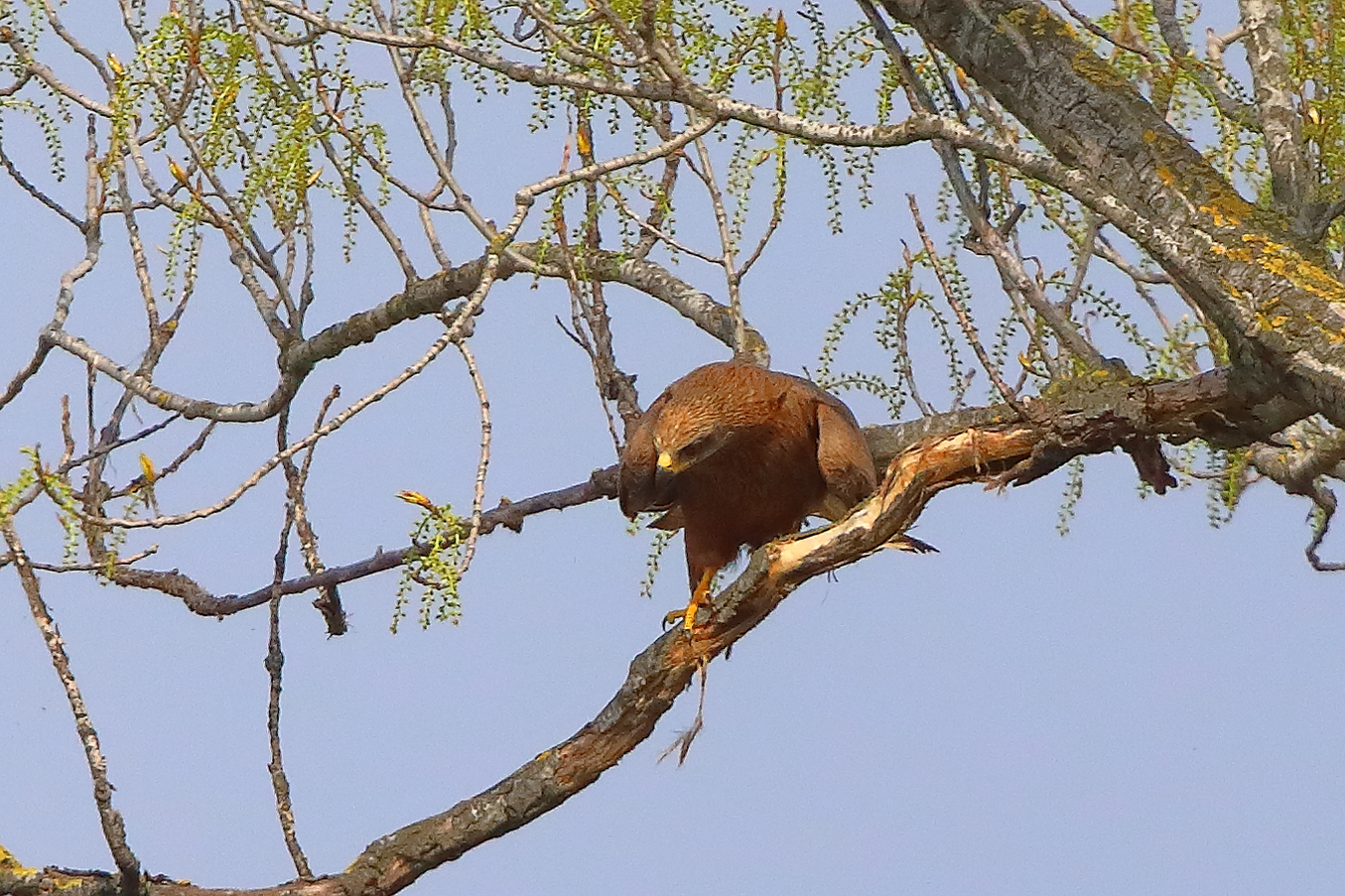 Nibbio bruno 29 marzo 2025 - 0088