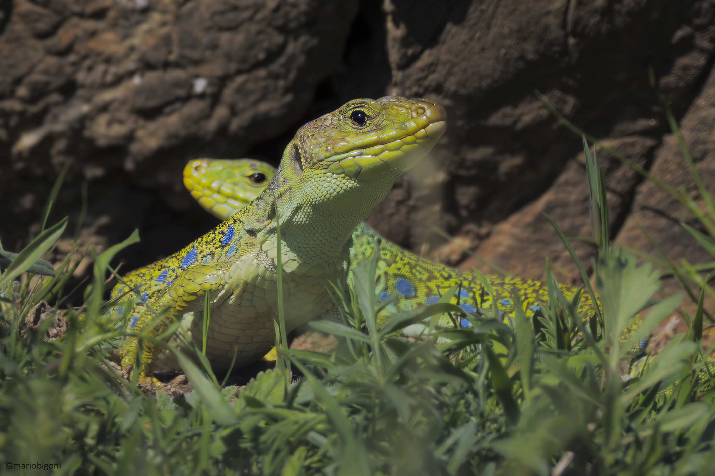 Ocellated lizard