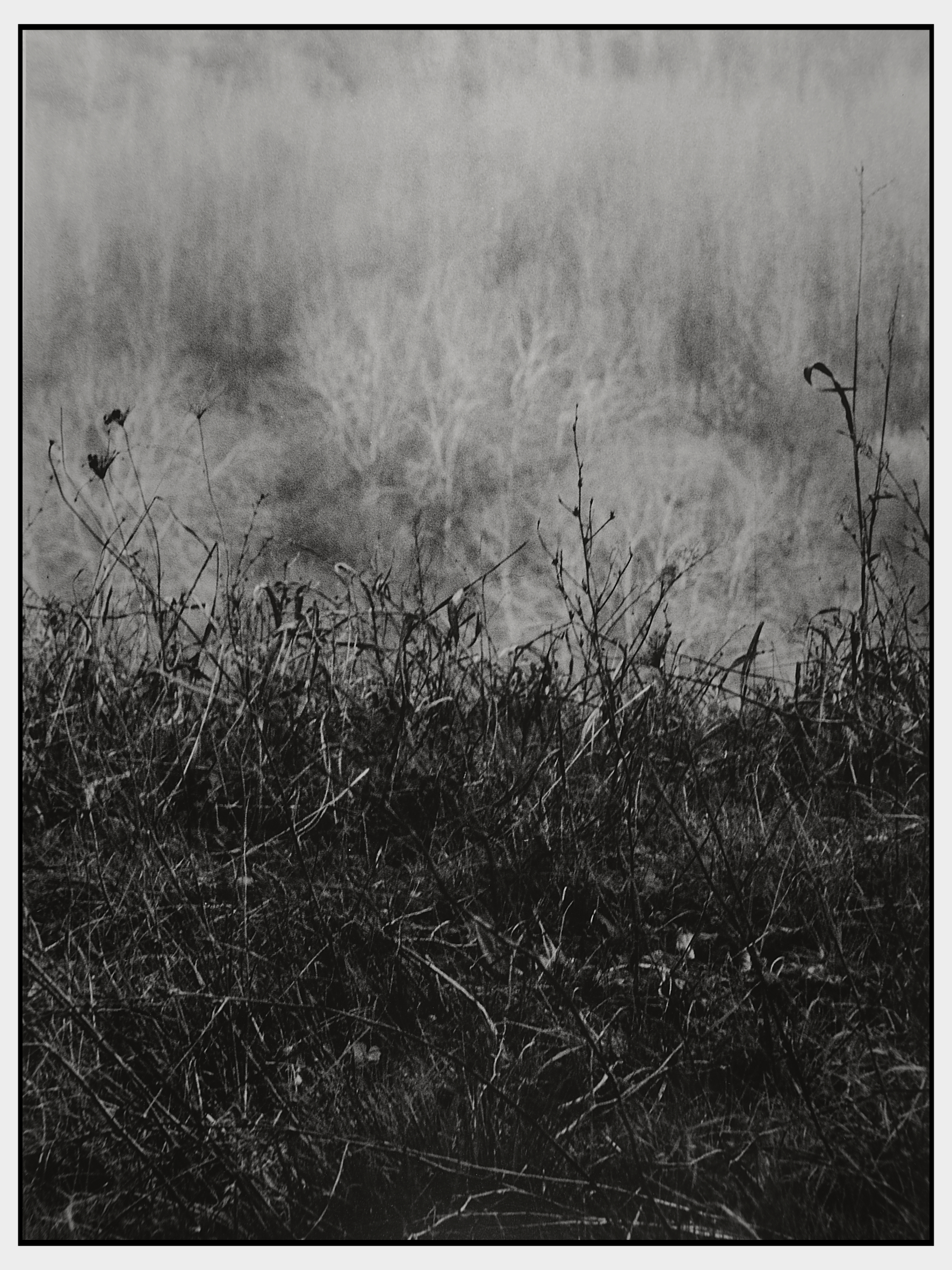 Ghost forest.