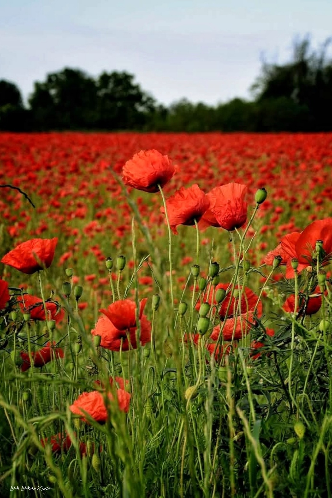 You know that poppies are tall, high, high