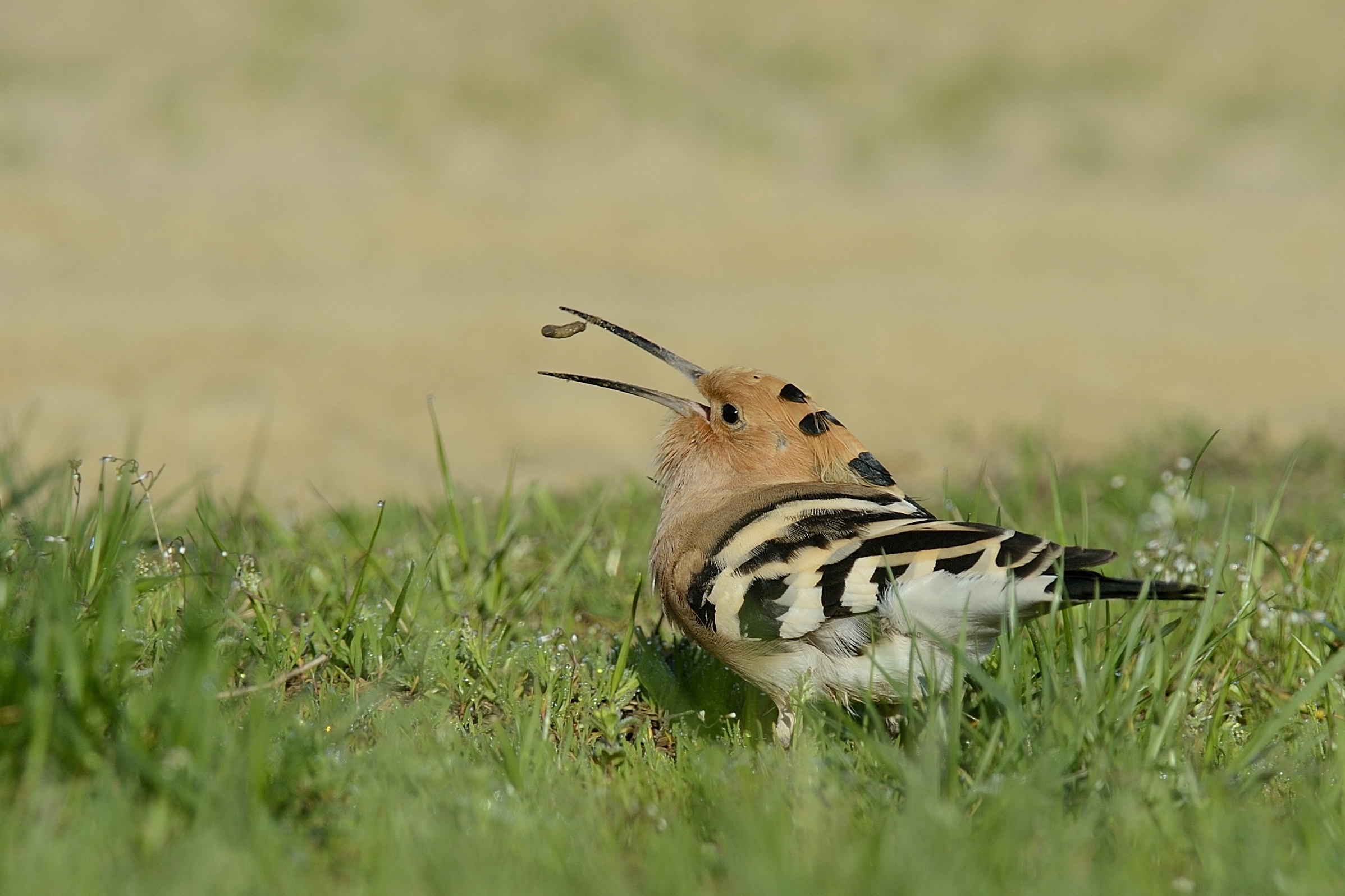 Hoopoe with larva