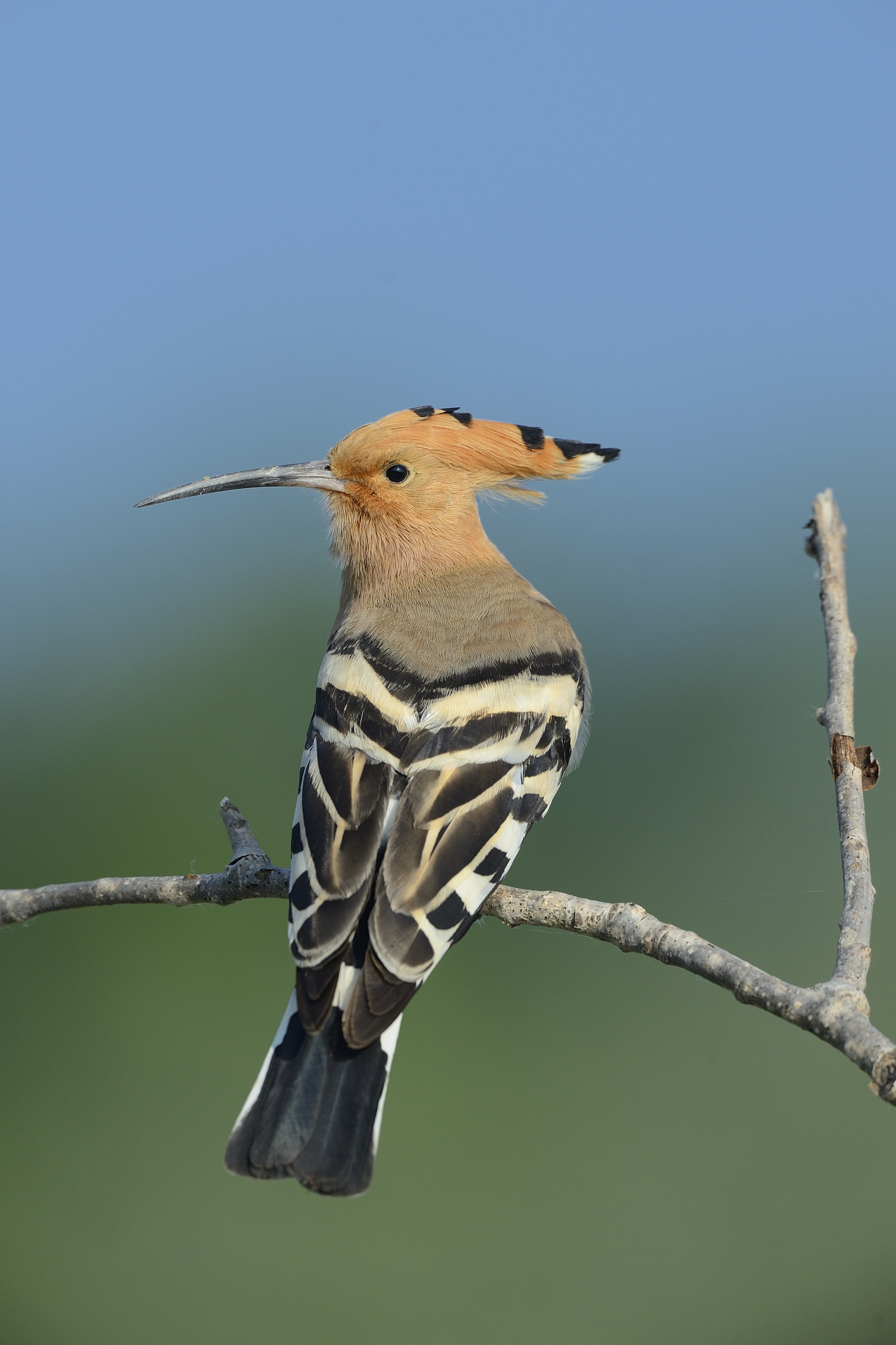 Hoopoe on branch
