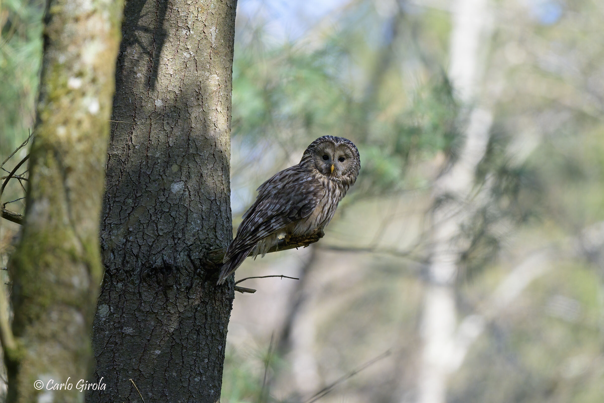 Ural Tawny Owl (Strix uralensis)