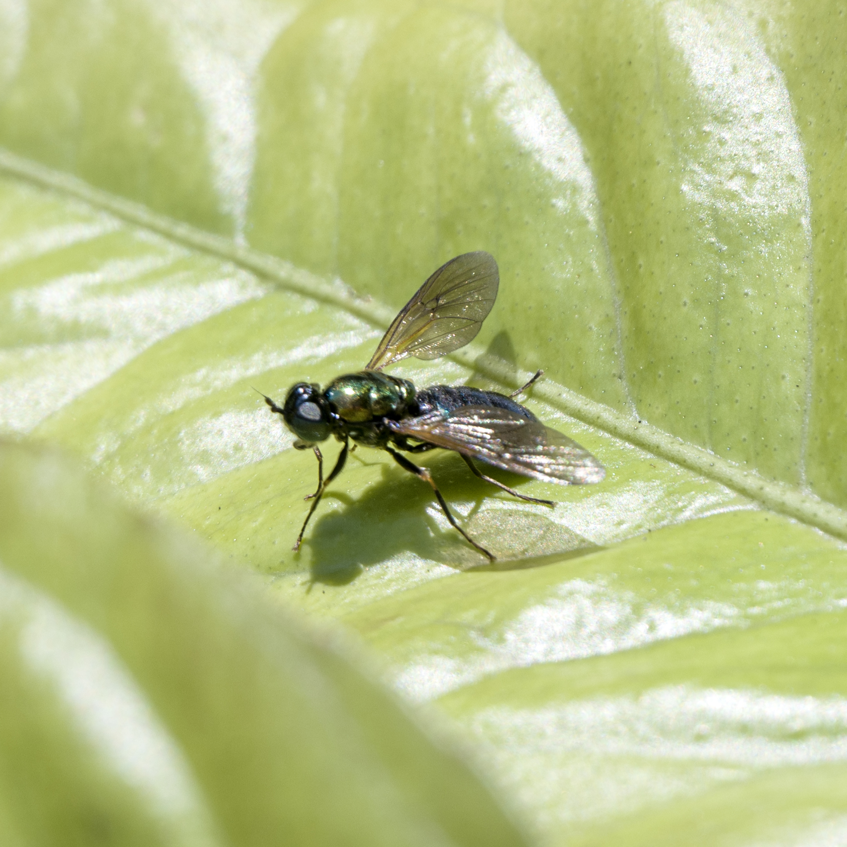 Chloromyia